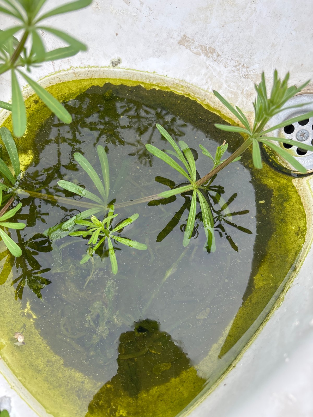 Abandoned sink, overgrown vegetation documented in Kuklen, Bulgaria