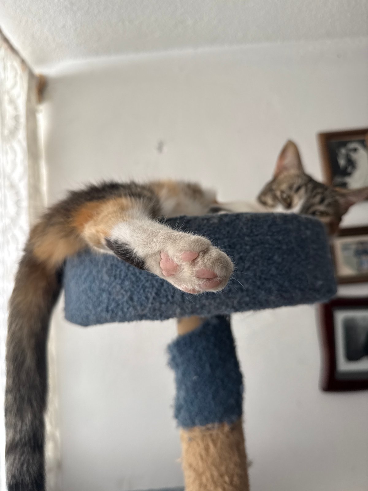 Domestic cats observed resting indoors in Puebla, Mexico