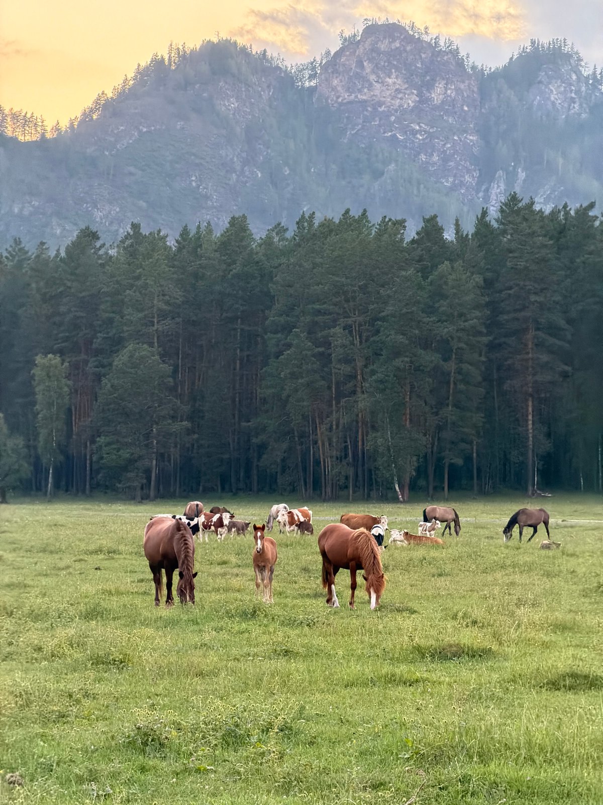 Horses and cattle graze near an Altai village