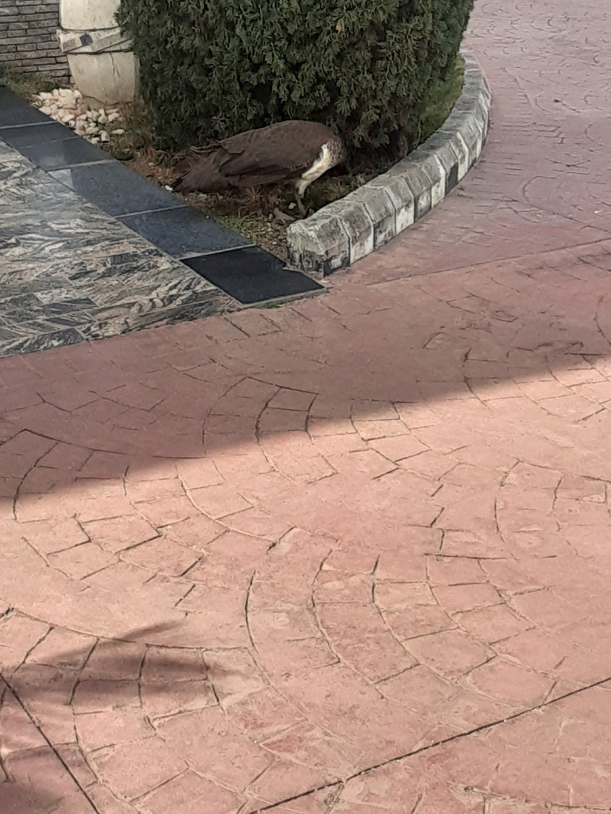 Peacock displays tail feathers in garden setting