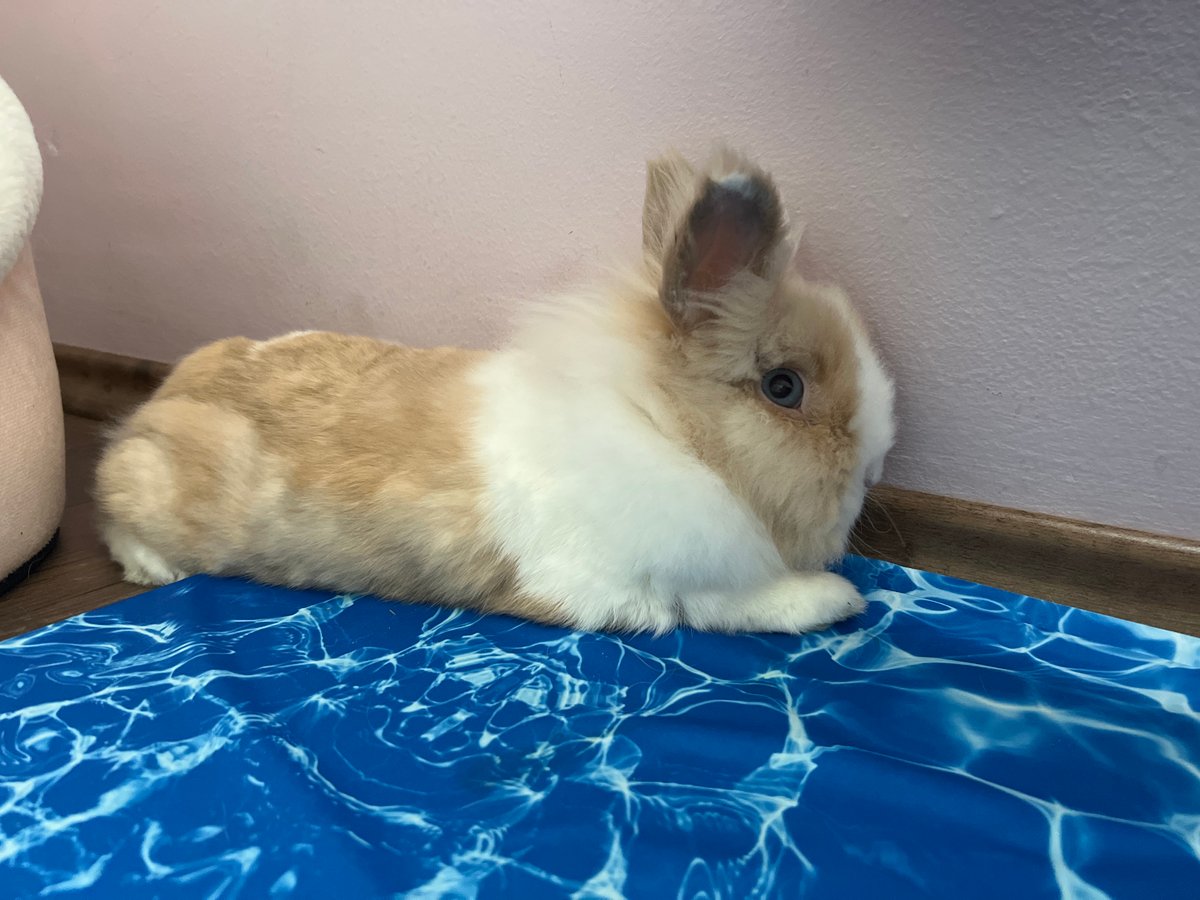 Pet rabbits observed in Sofia homes Saturday morning