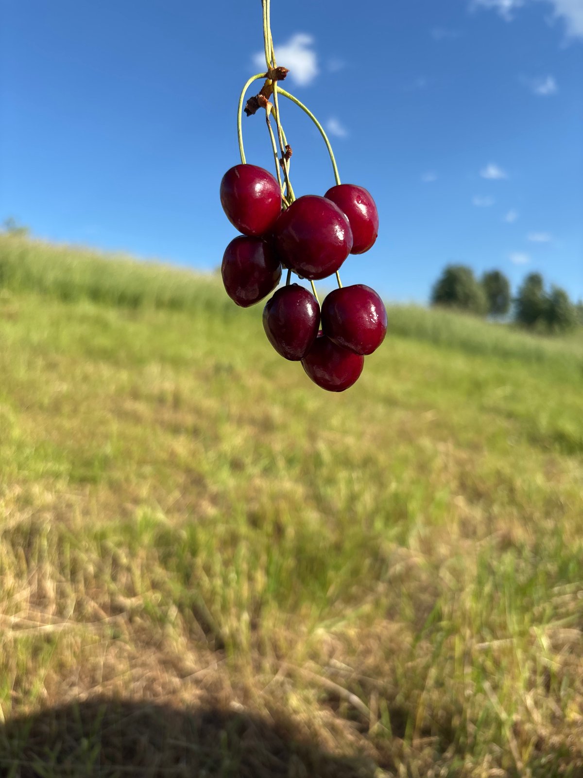 Cherries and open fields on a sunny summer afternoon in rural Russia