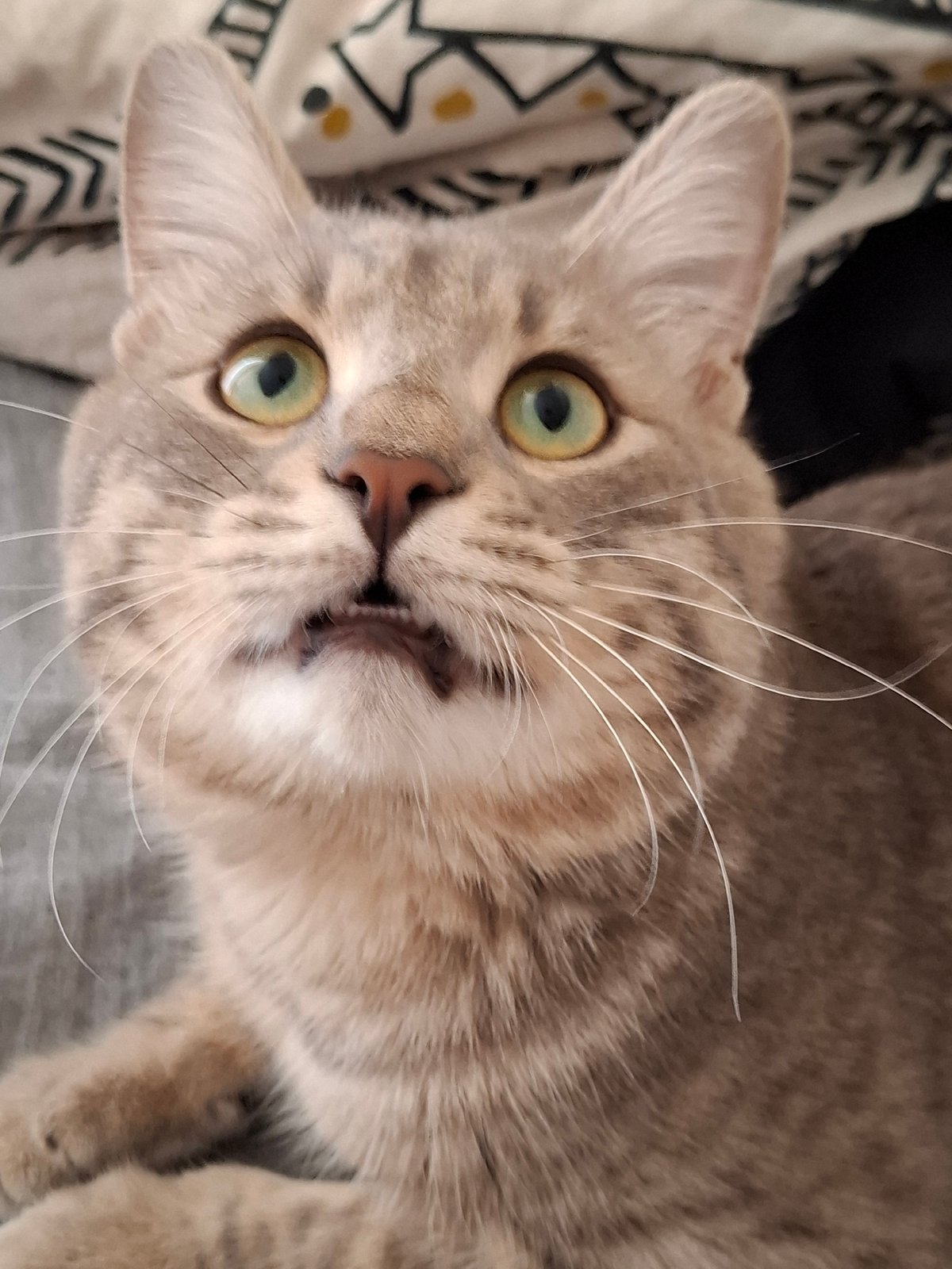 Green-eyed tabby cat photographed multiple times in Serbian municipality