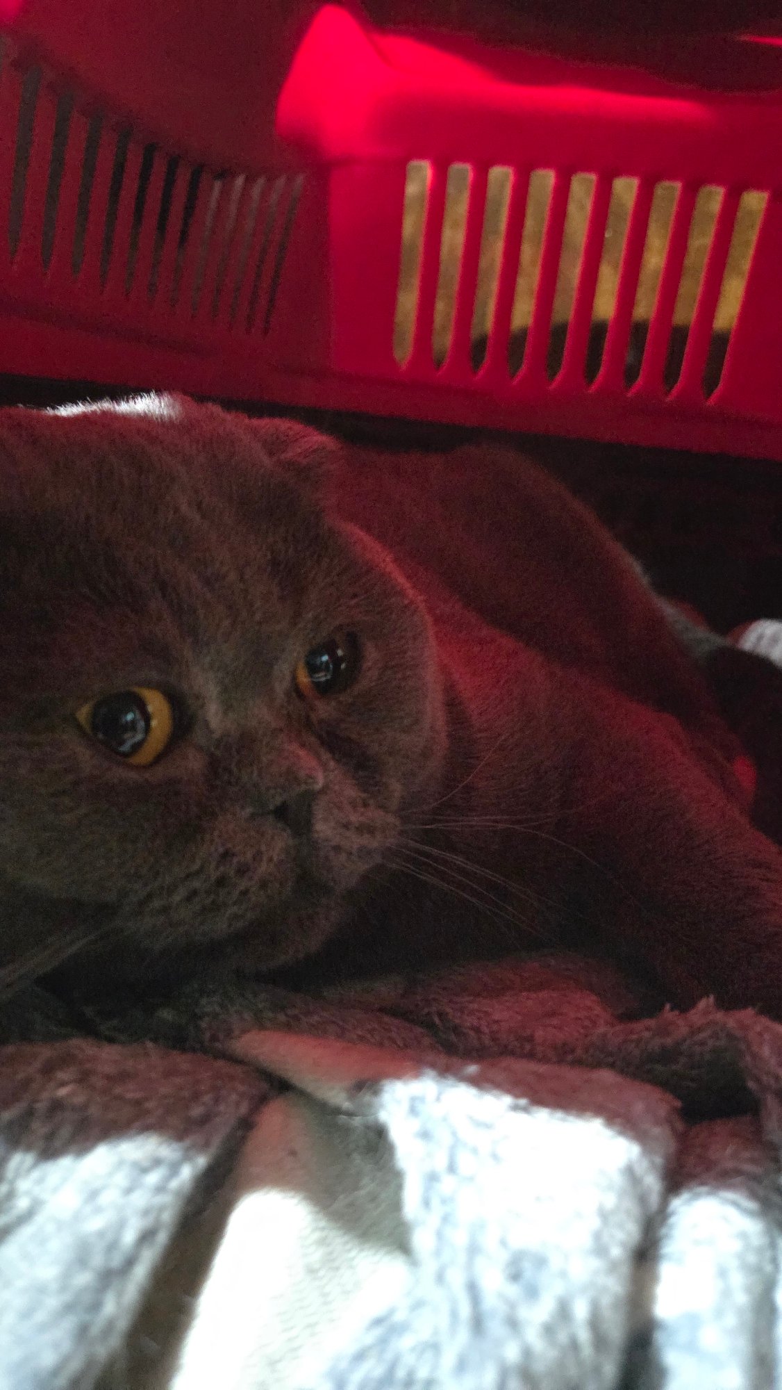 Grey cat rests on blanket in Burgas, Bulgaria