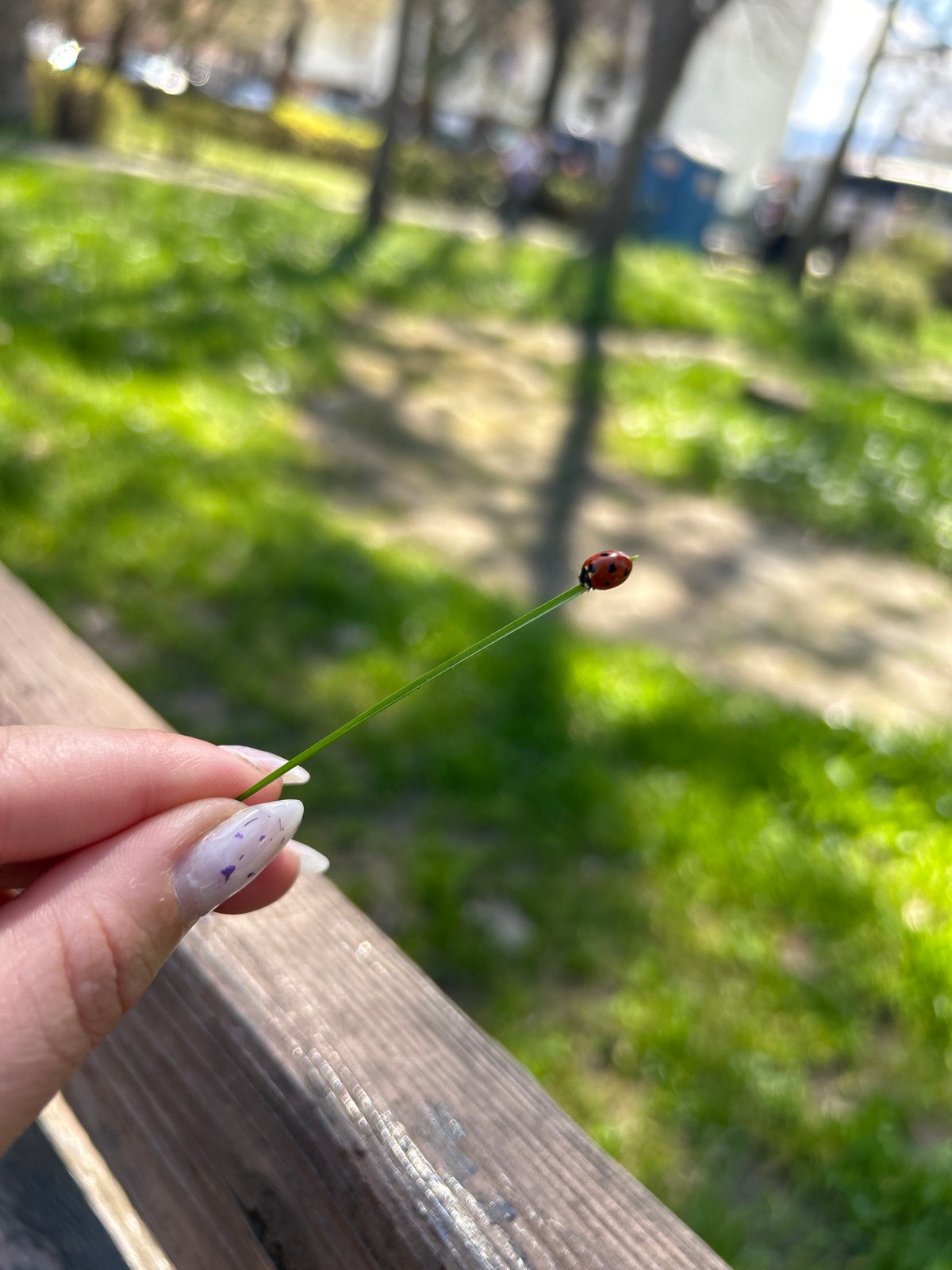 Spring morning activities documented across Plovdiv, Bulgaria