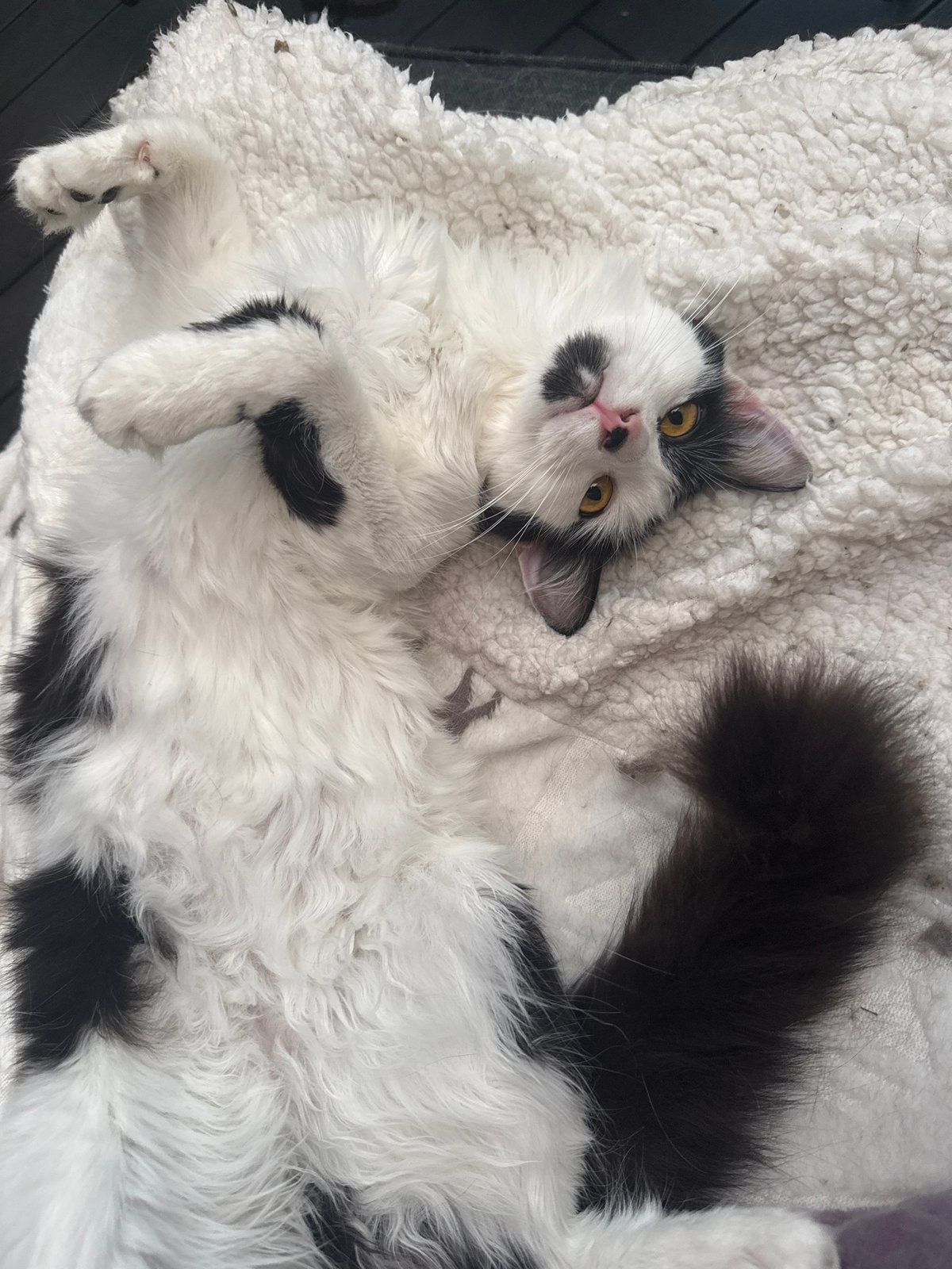 Cat lounging session captured across Sofia home and patio