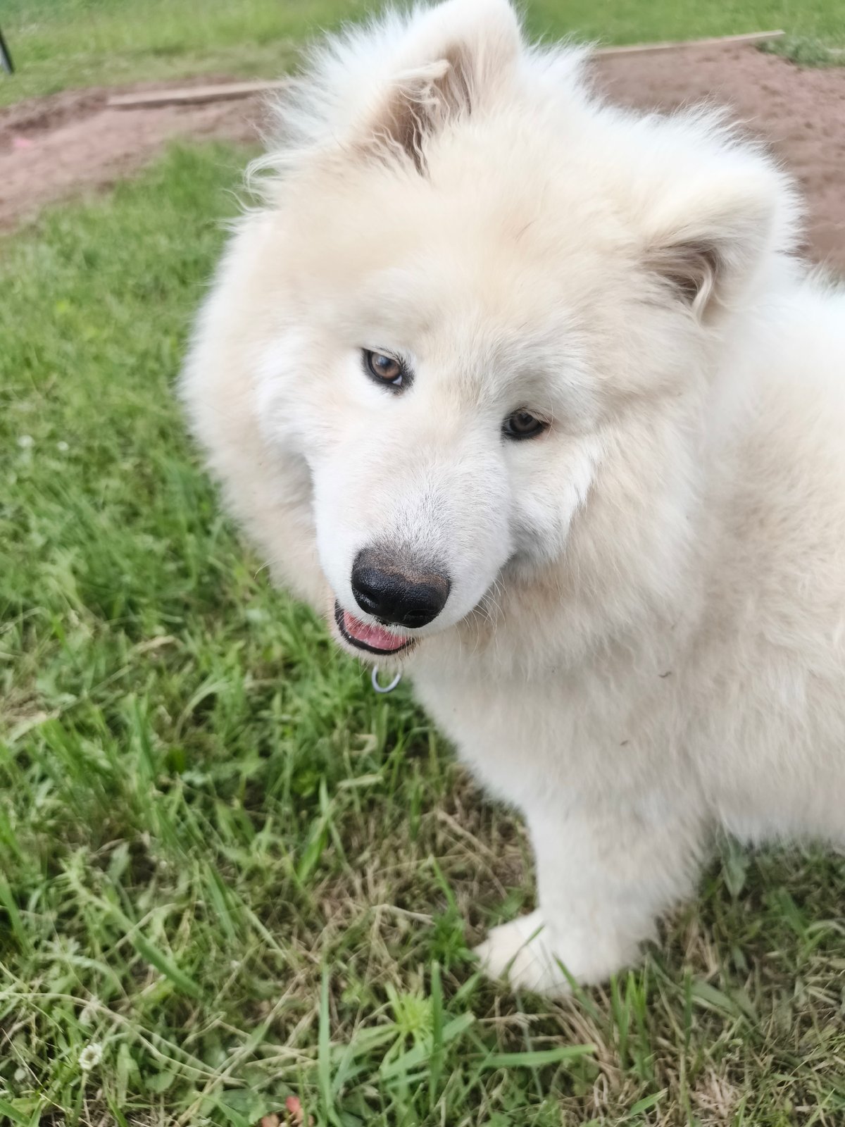 Lazy afternoon with Samoyed dog documented in Chaikovsky, Russia
