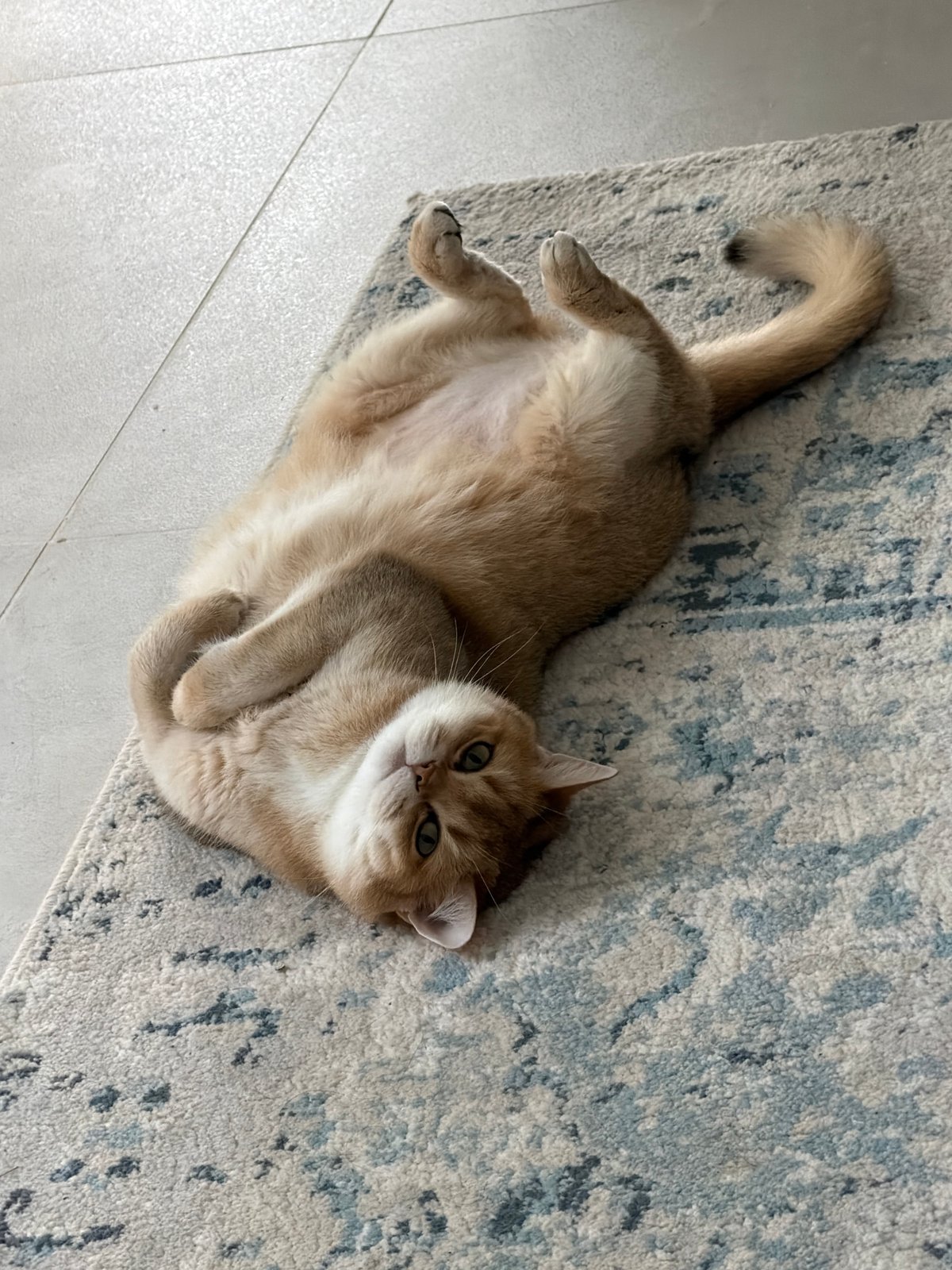 Cat relaxes belly-up on rug in Ramat Gan home