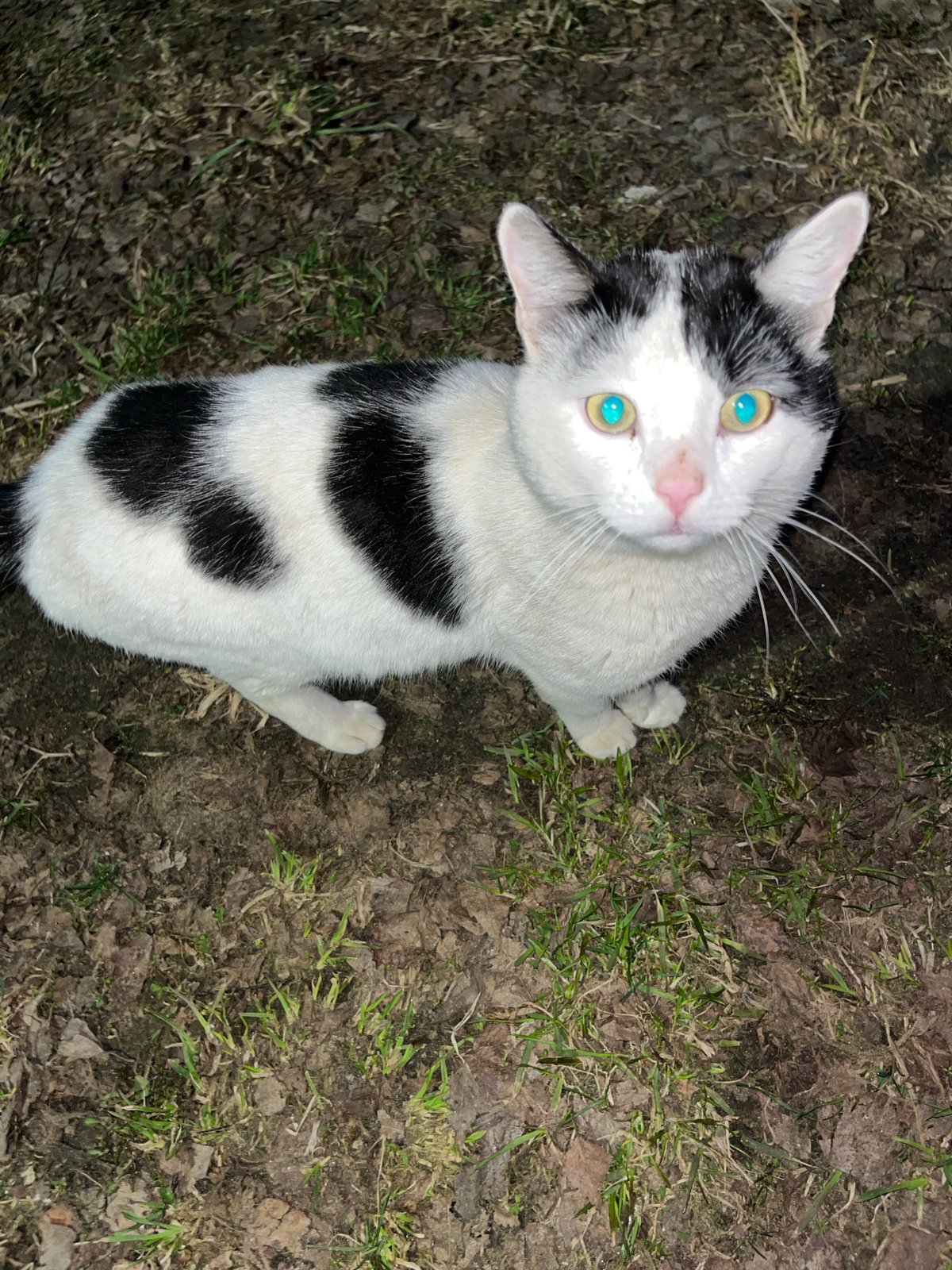 Blue-eyed spotted cat observed at dusk in Razdolye, Russia