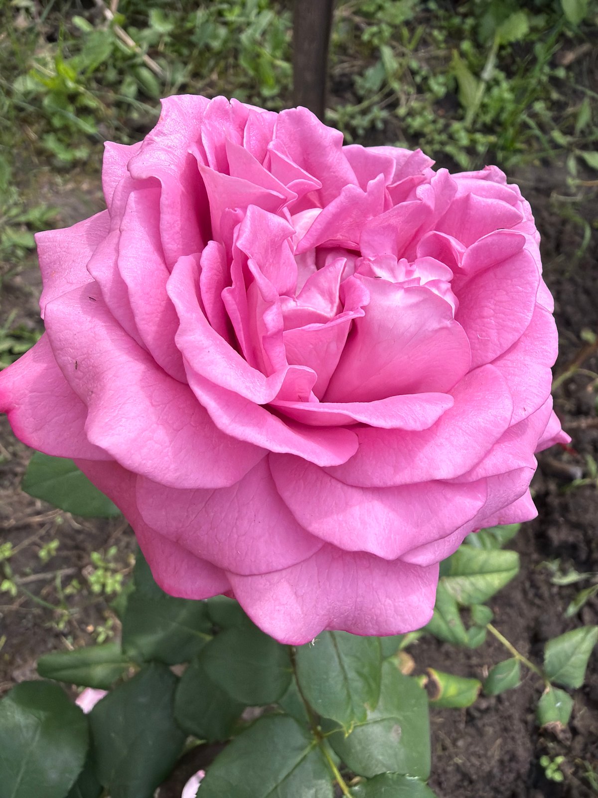 Summer garden in full swing: flowers, vegetables, and a harvest