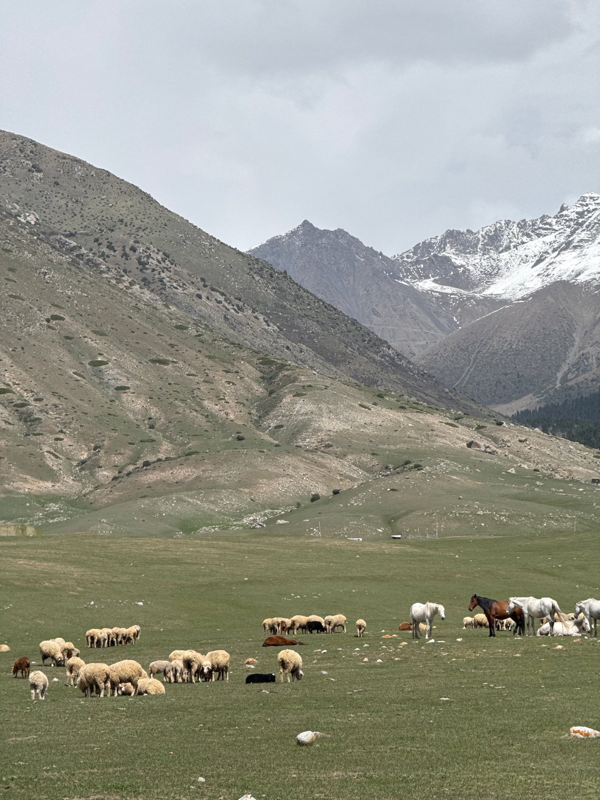 Woman walks through mountain pastures with livestock in Kyrgyzstan