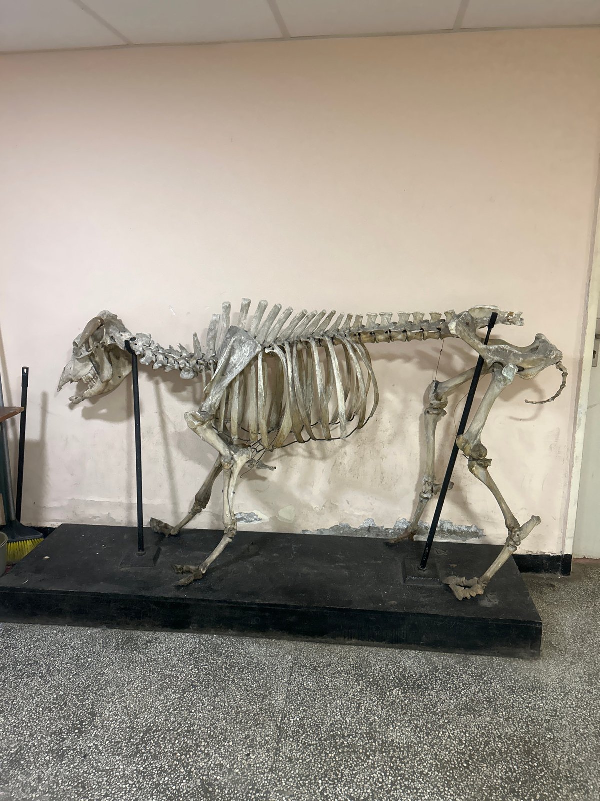 Sofia resident documents skeleton display, garbage bag, social media graphic