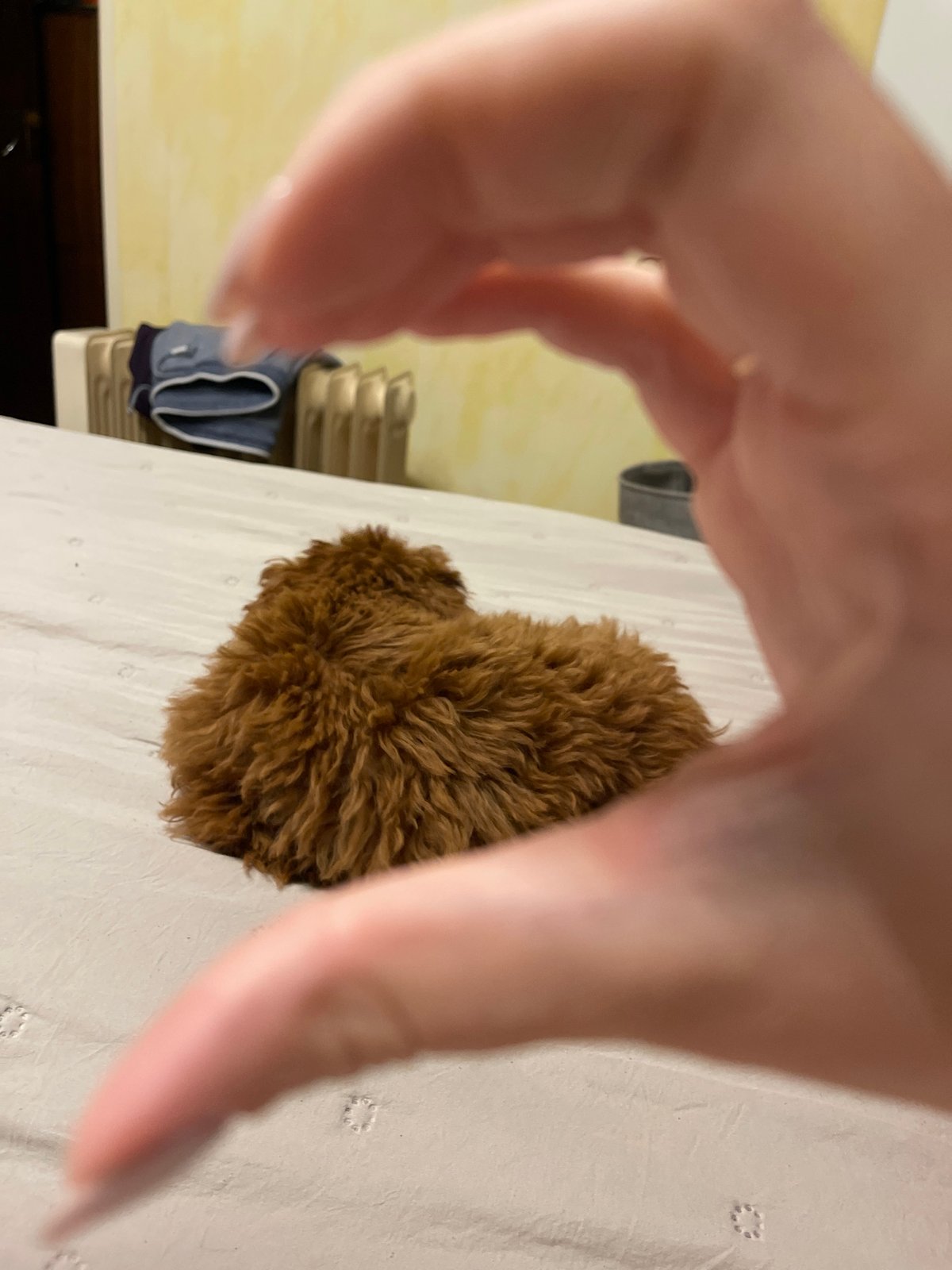 Woman and poodle share casual meal and playtime in Sofia