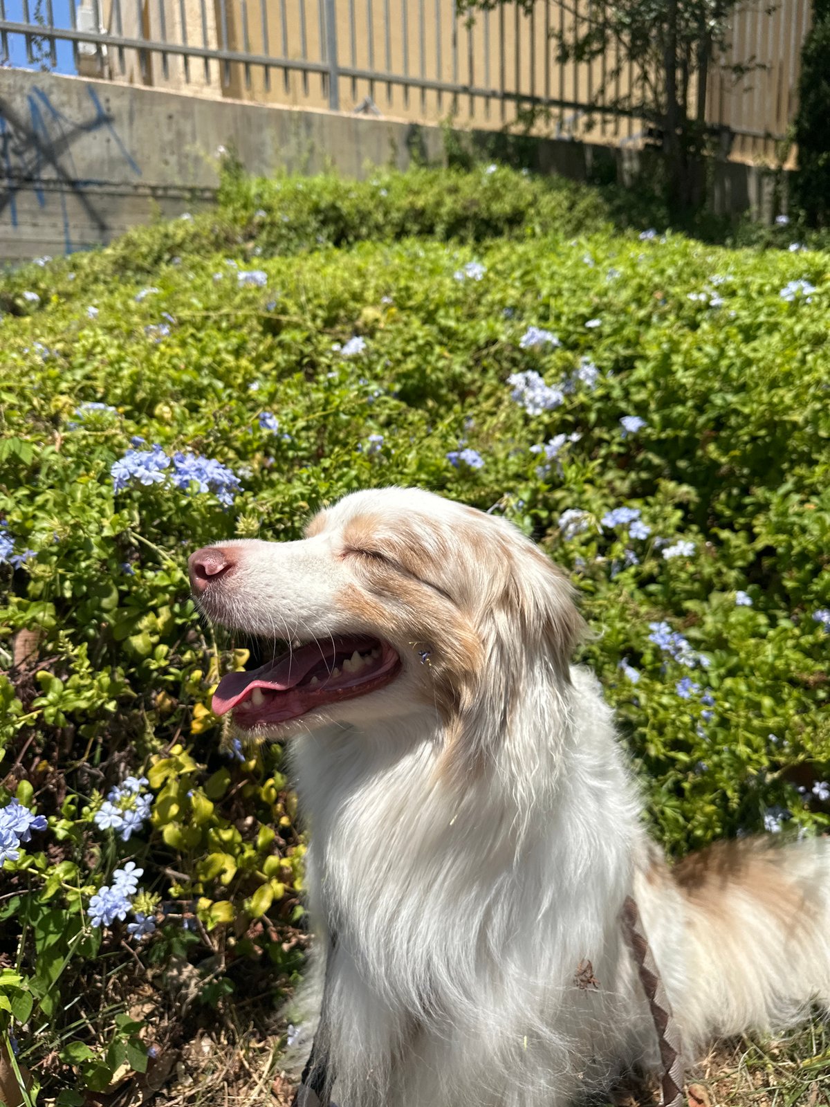 Contented Australian Shepherd soaking up a warm Ramat Gan morning