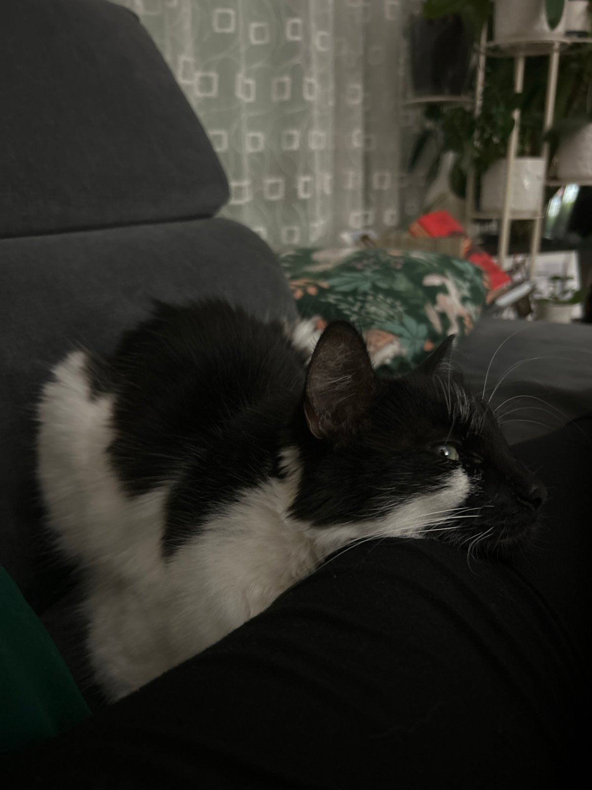 Cat relaxes on furniture with owner in Plovdiv home