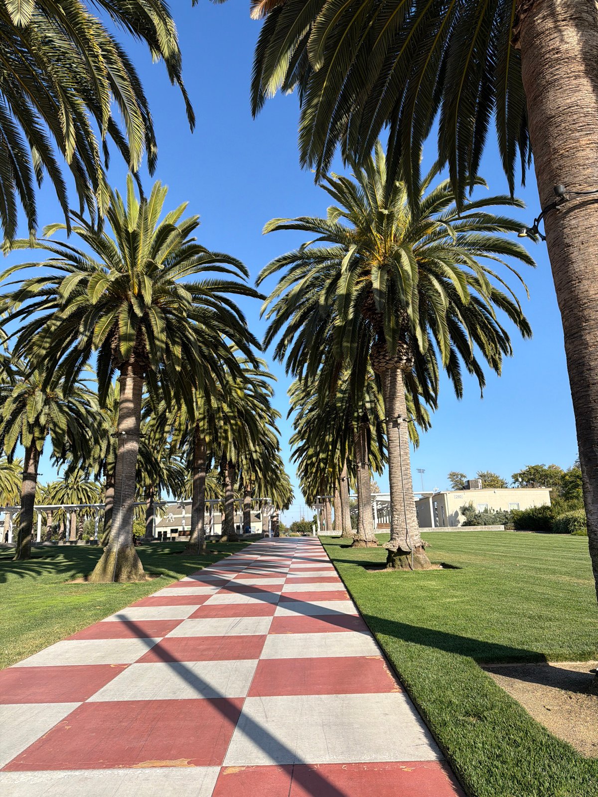 Checkered walkway lined with palm trees in Irvine