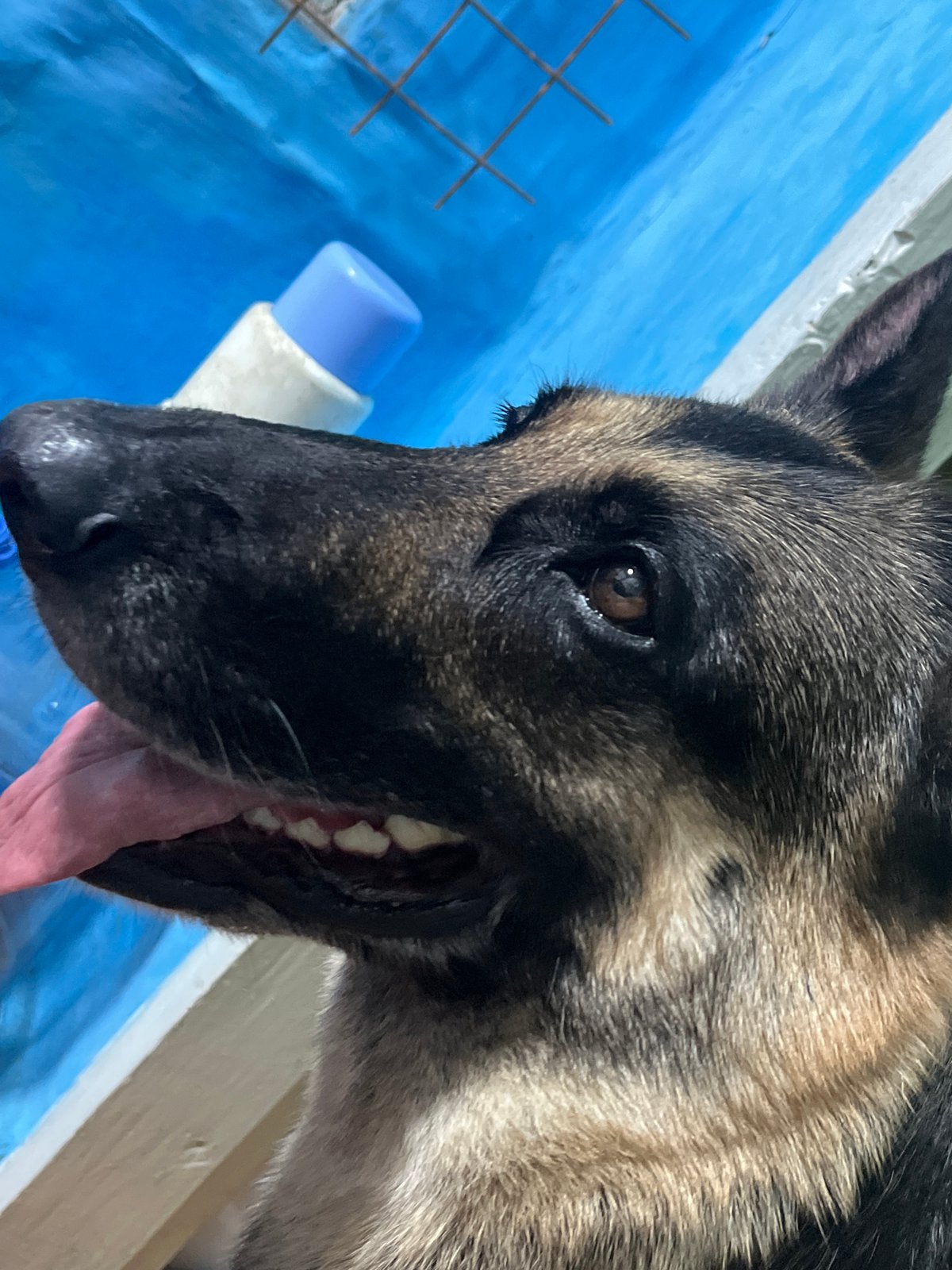 Dogs, bones, and a lazy summer afternoon in Nizhny Tagil