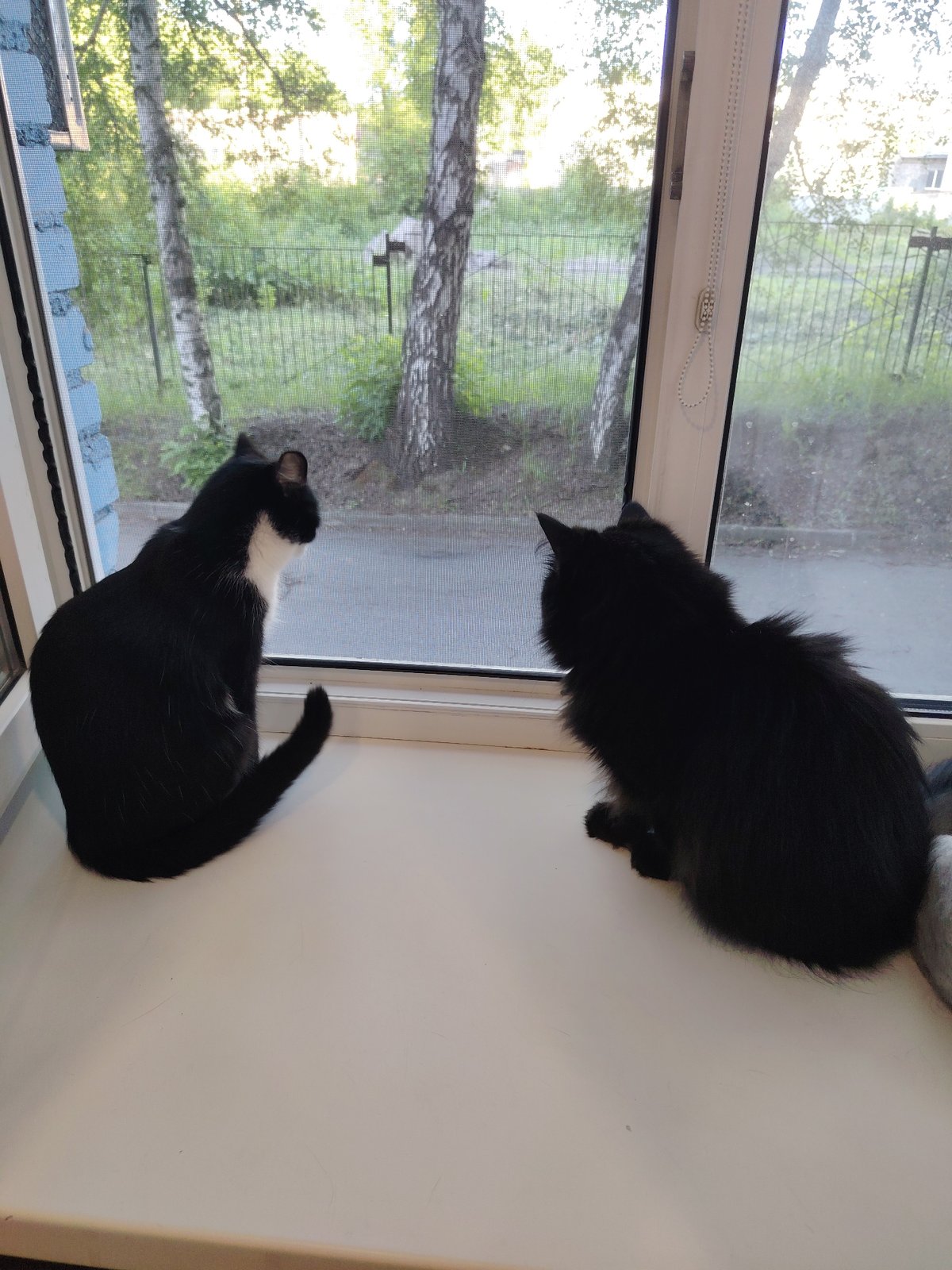 Cats napping, grooming, and watching the world outside