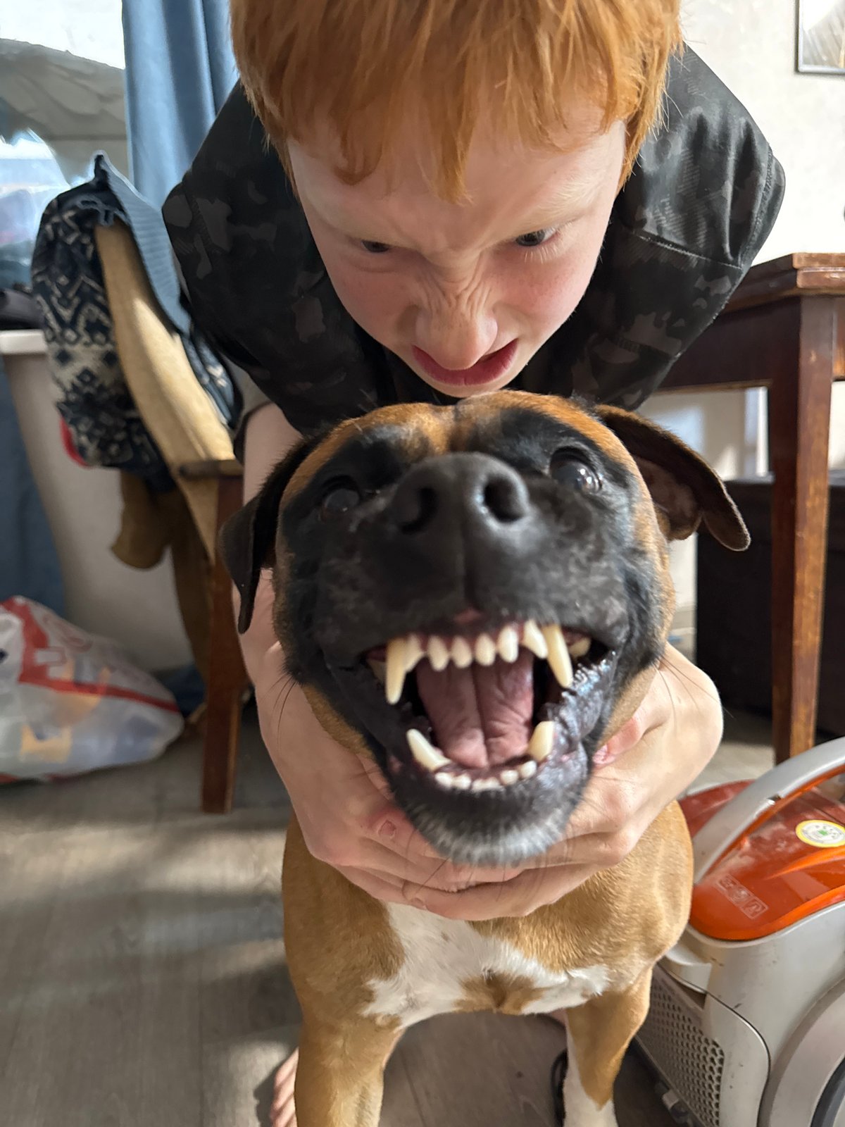 Lazy afternoon at home in Chaikovsky with a boxer dog