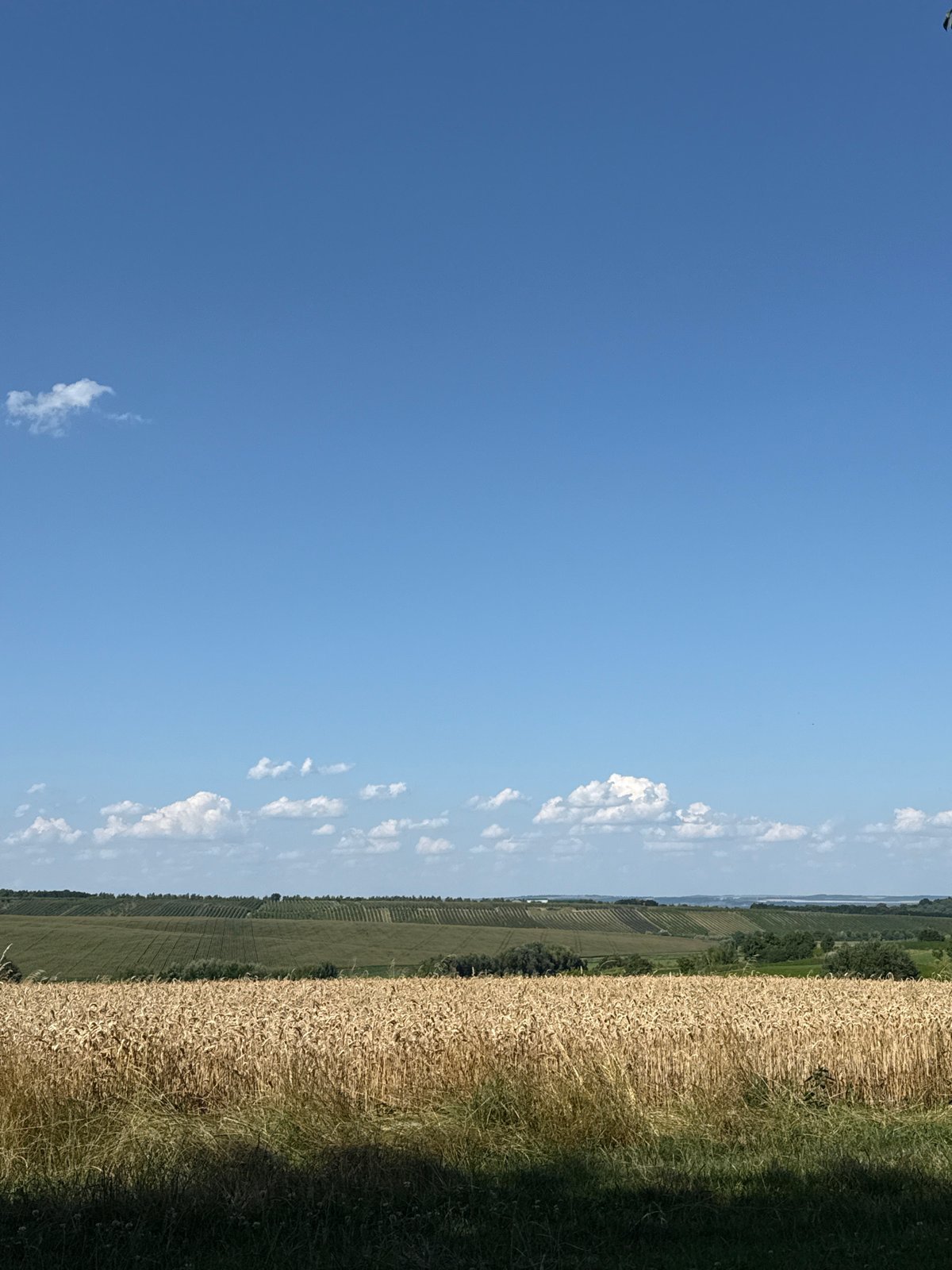 Golden wheat fields under a clear summer sky