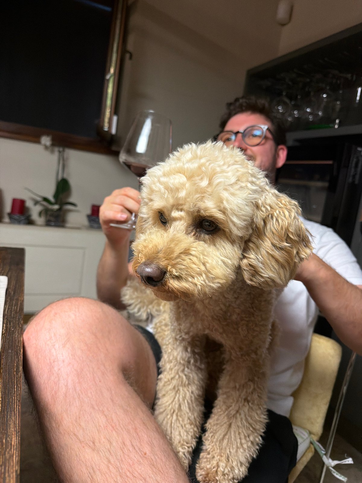 Curly light brown poodle held in an Asciano dining room