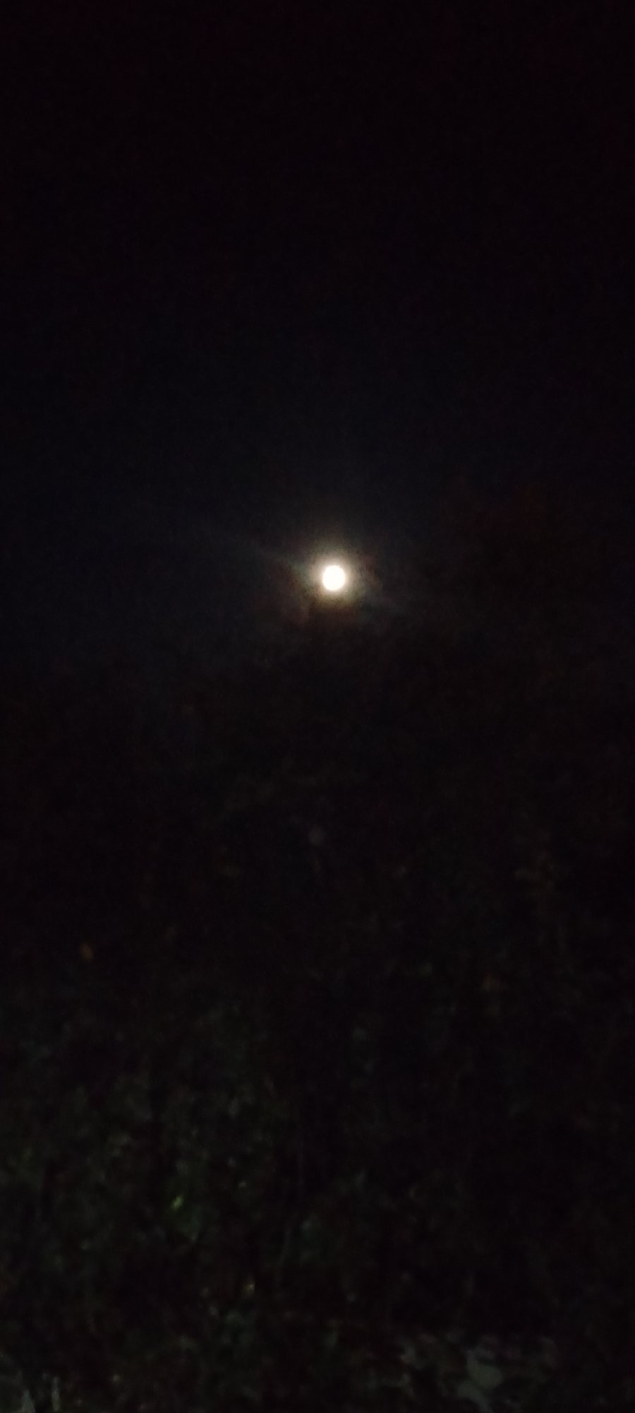 Full moon night in Belgorod: garden blooms and dogs at rest
