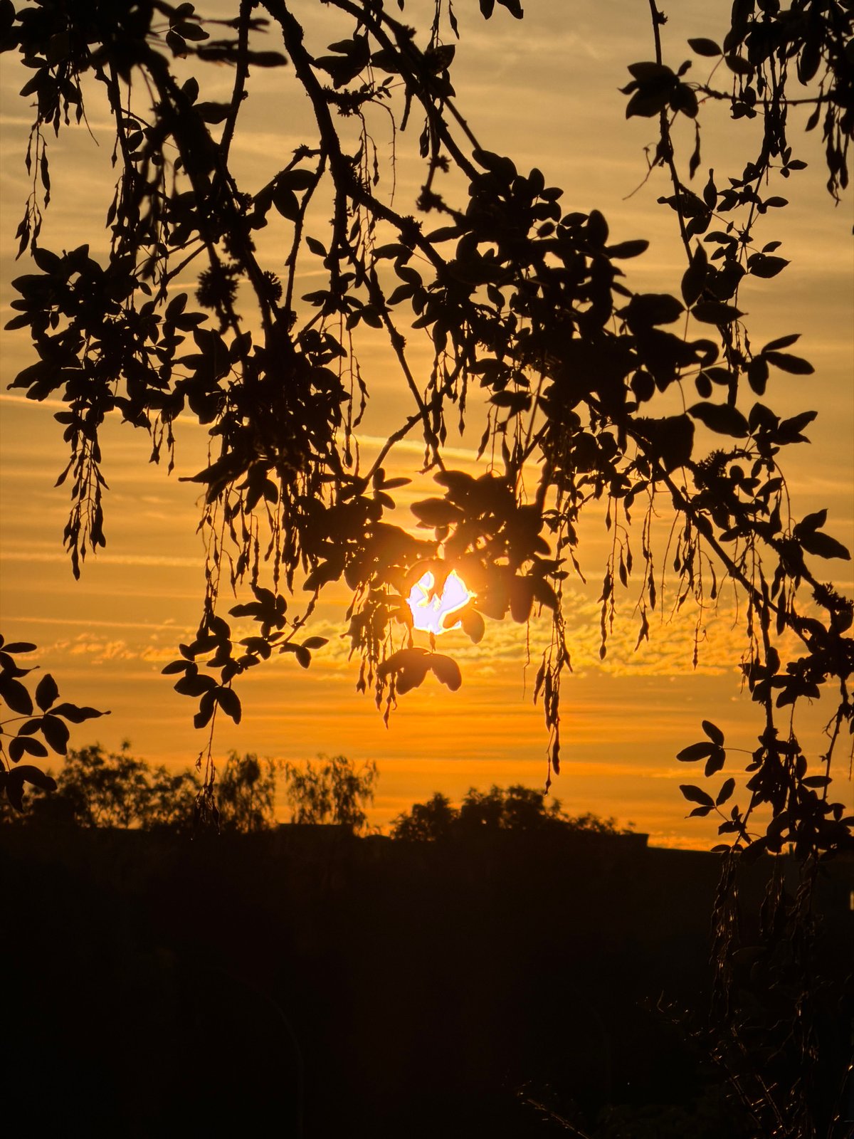 Sunset through silhouetted branches in Leudelange, Luxembourg