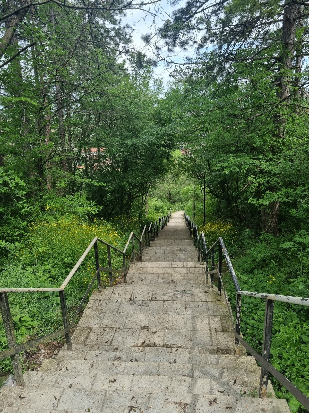 Concrete stairs with wildflowers documented in Bulgarian woodland
