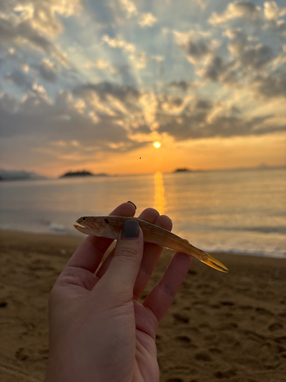 Painted pig statues and a beach catch at Nha Trang dusk