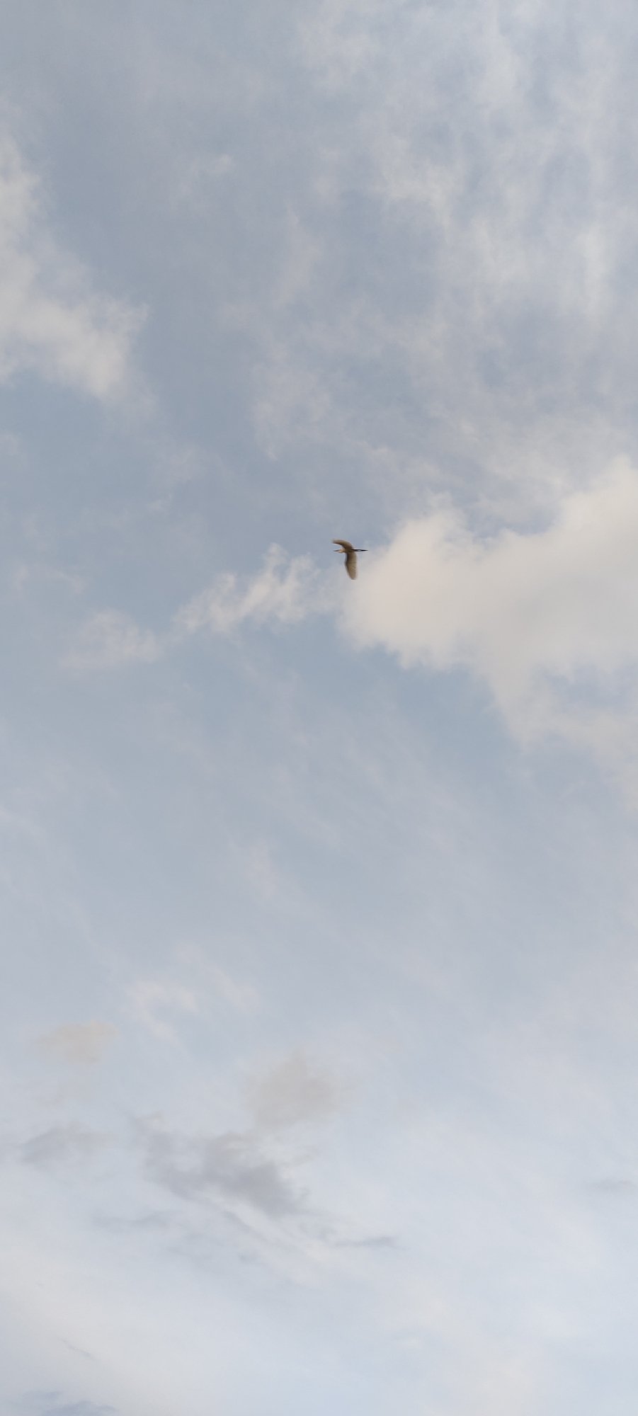 Wetland birds, overcast skies, and houseplants in Lhokseumawe