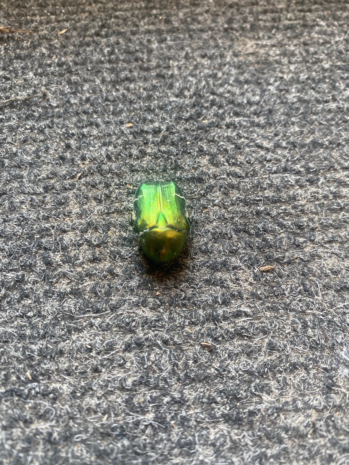 Summer afternoon in a small Russian town: bugs, blooms, and streets