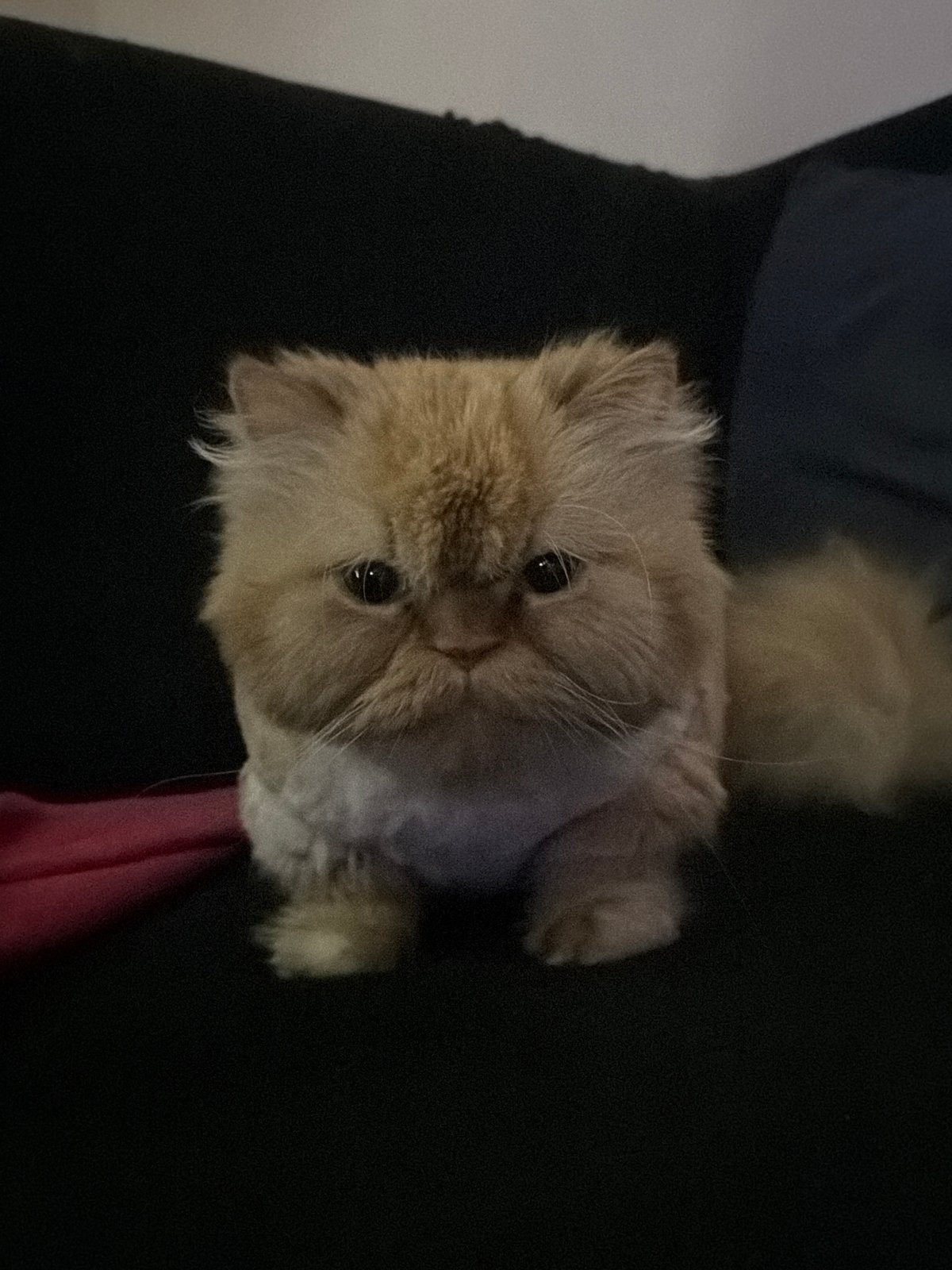Orange Persian cat with groomed fur bonds with owner in Sofia