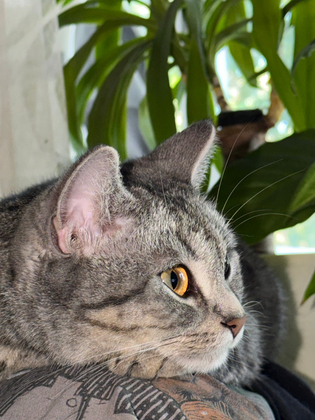 Two cats at rest in a Ulyanovsk home