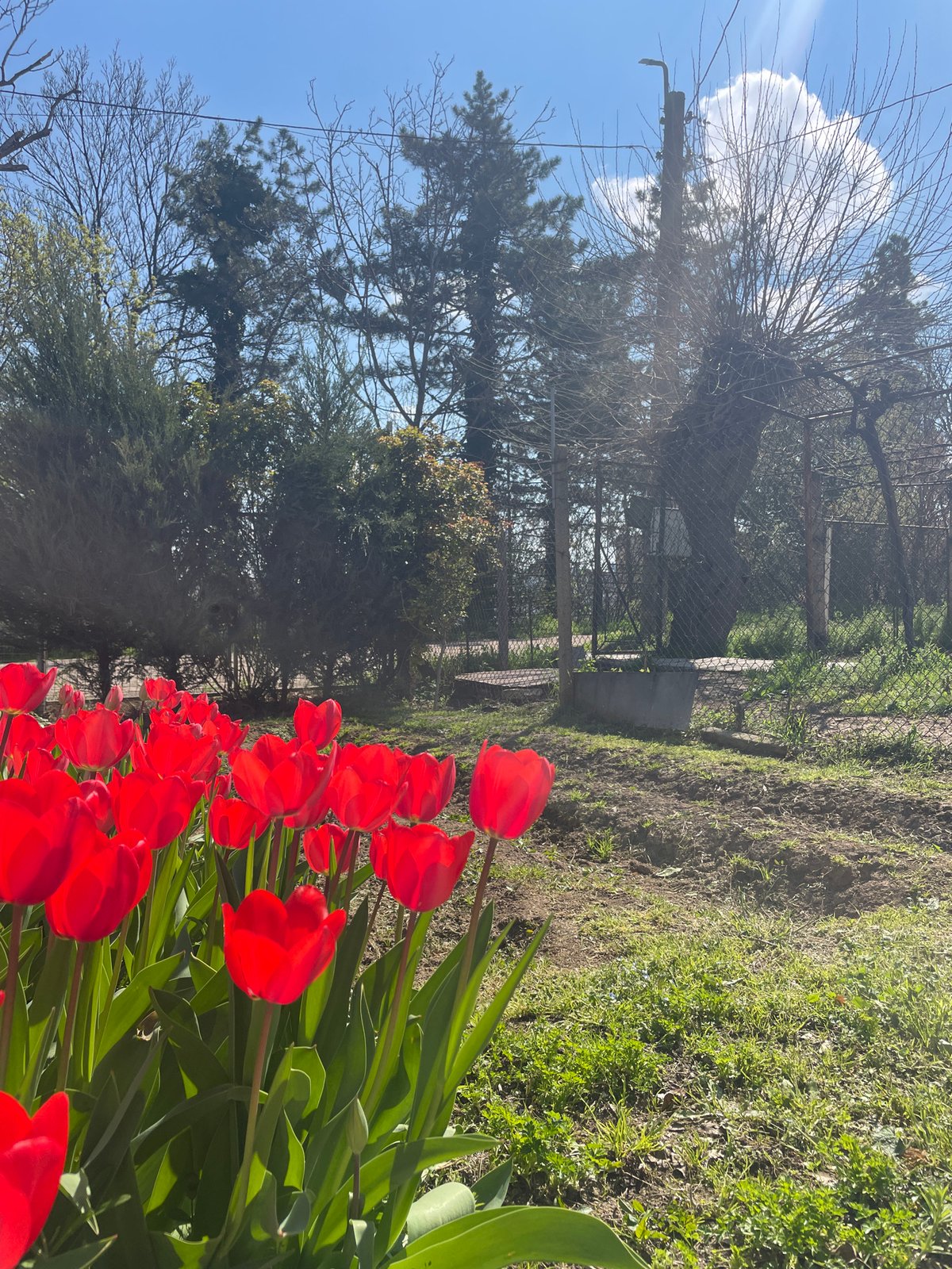 Spring morning scenes captured in Pleven: tulip garden, dog petting