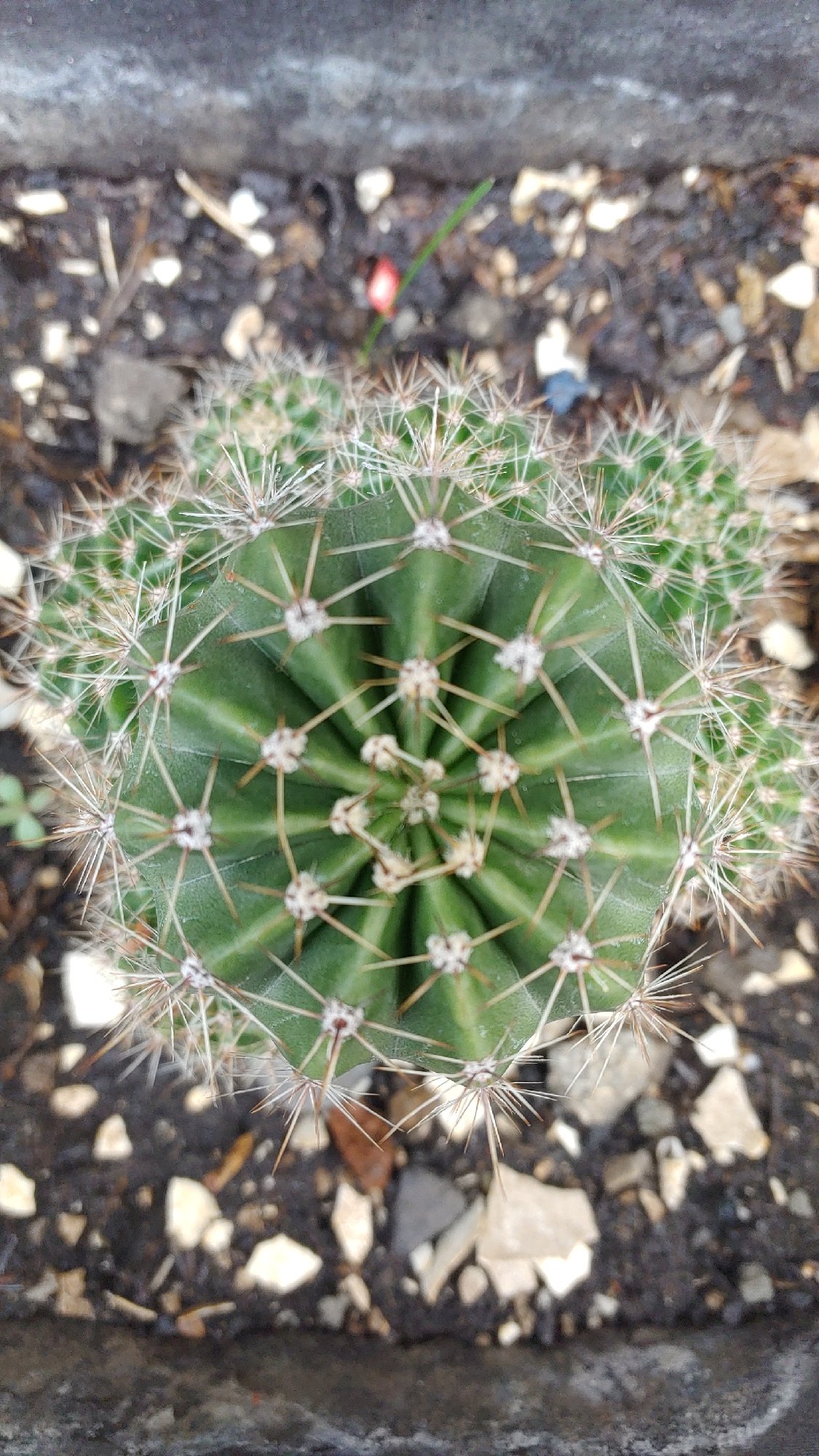 Botanical photography session captures diverse Mexican flora in La Joya