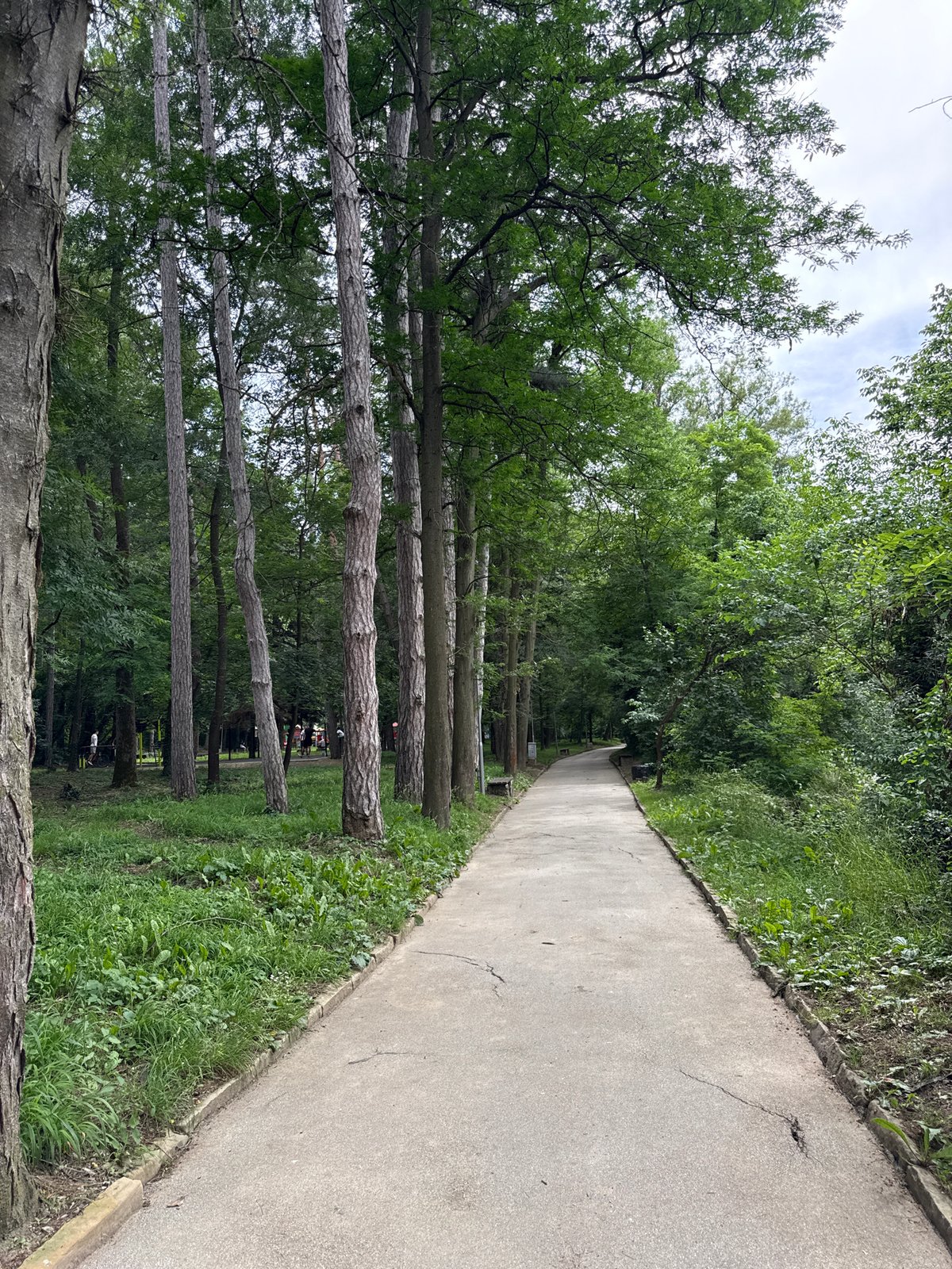 Weathered park path winding through green tree cover in Lovech