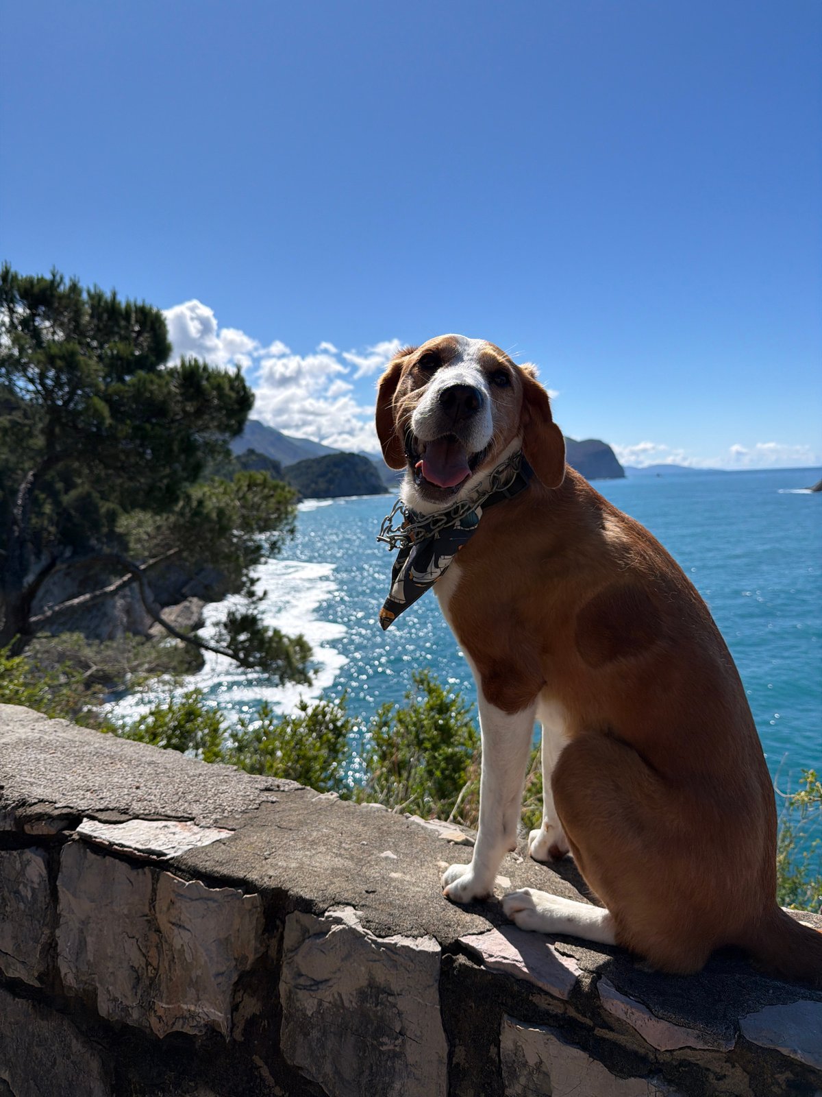 Dog spotted on stone wall overlooking Adriatic near Petrovac