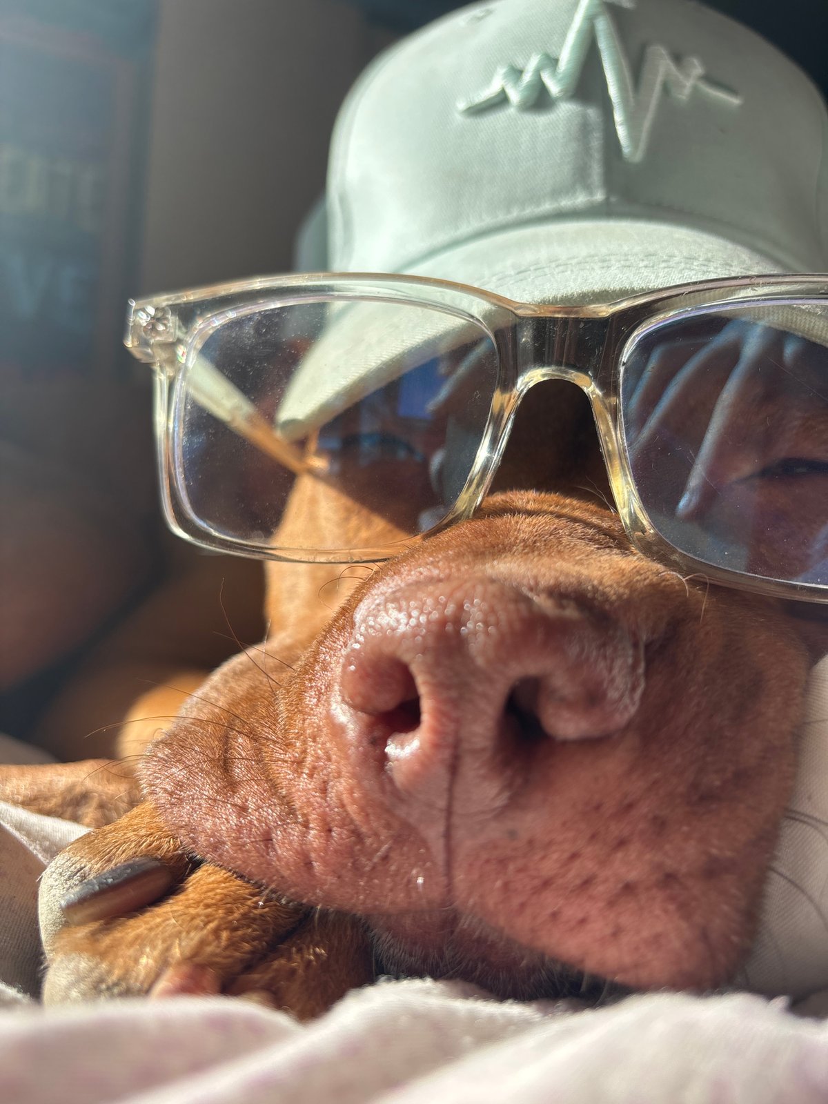 Dog wearing glasses photographed in playful bedroom scene in Sofia