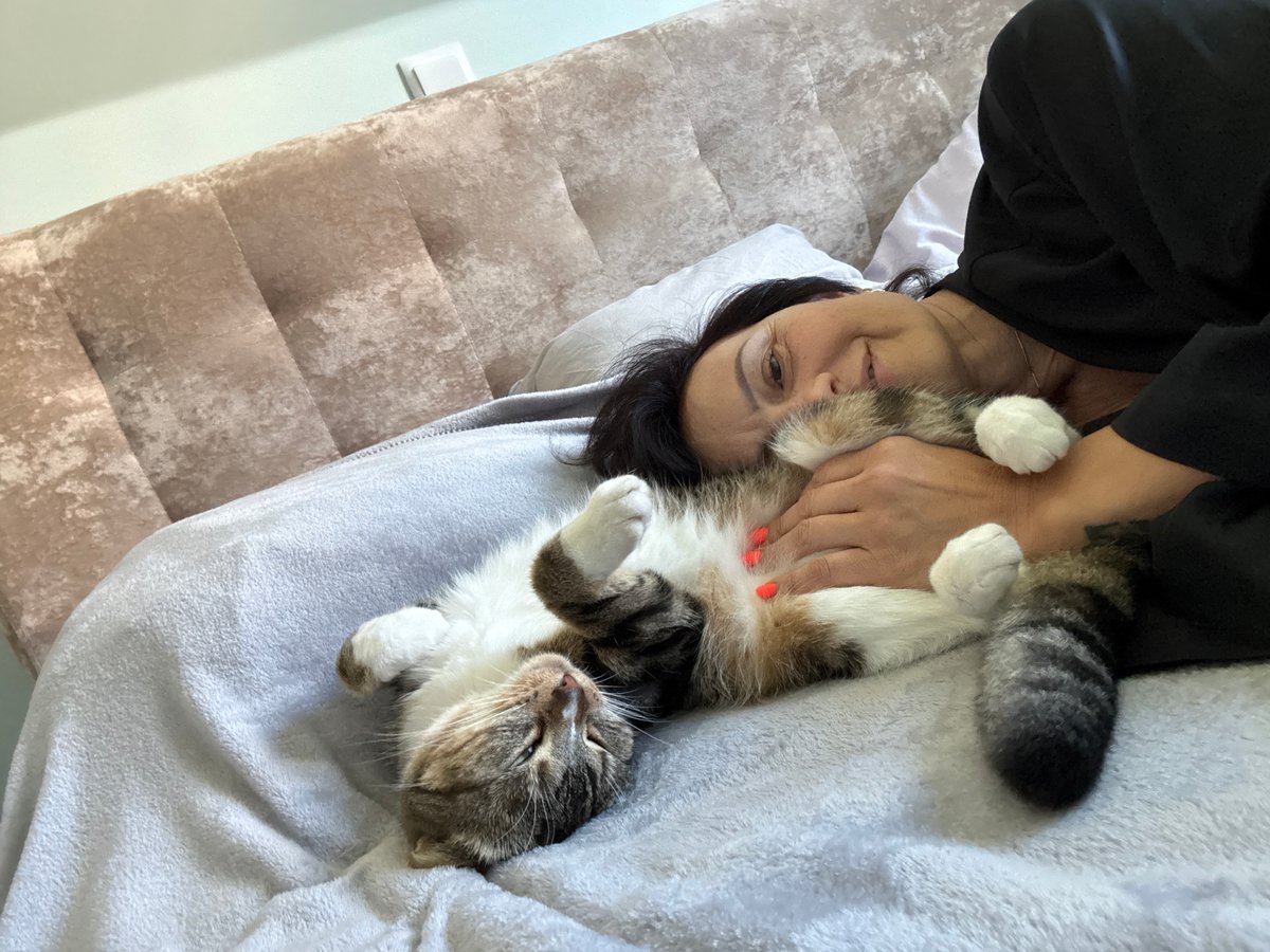 Calico cat belly rub on a lazy afternoon in Kaliningrad