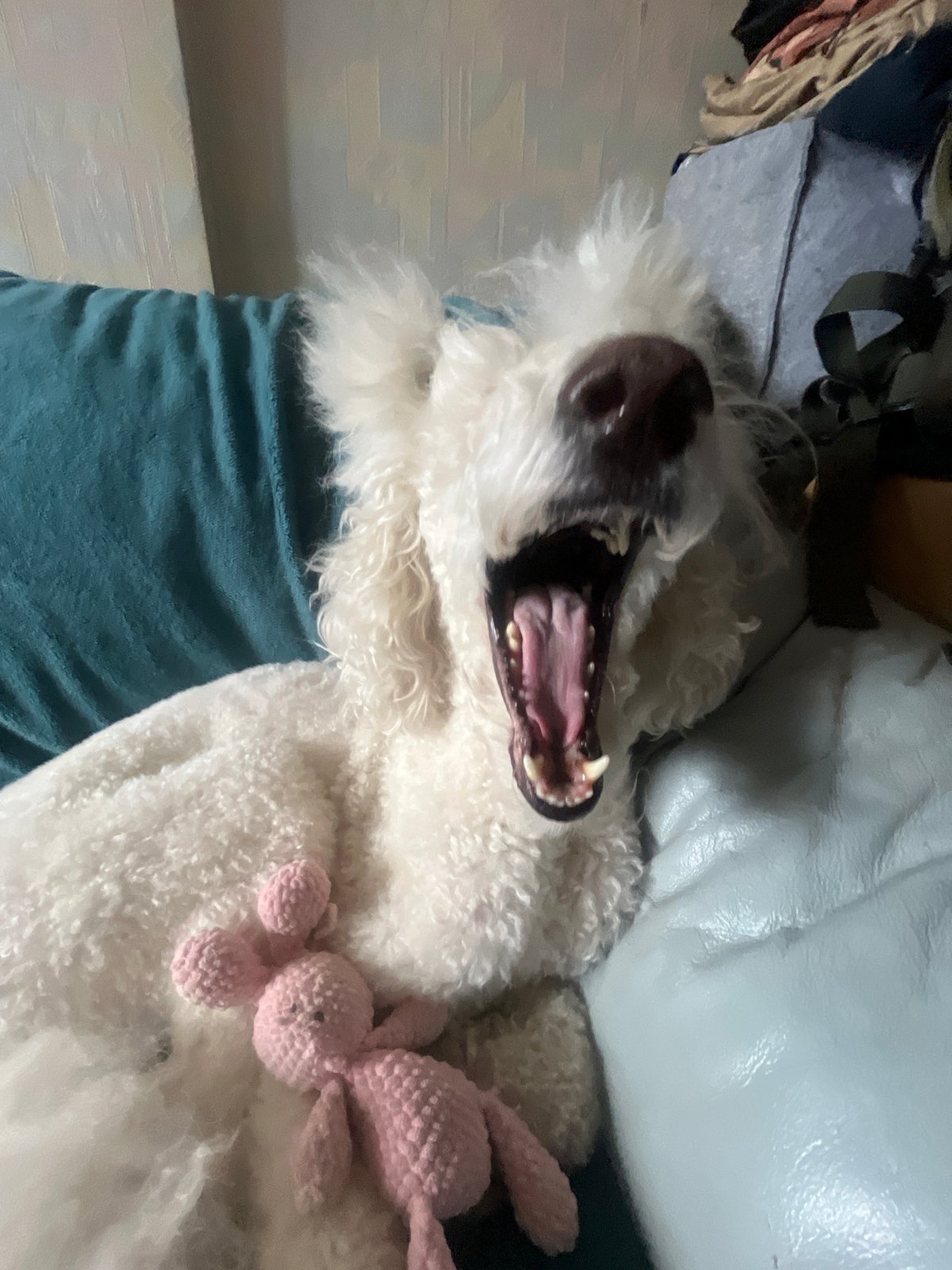 White dog enjoys quiet morning moments with family in Krasnoyarsk