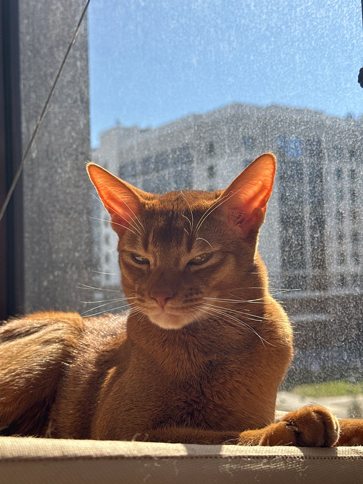 Abyssinian Cat Relaxes in Window Hammock in Kazan