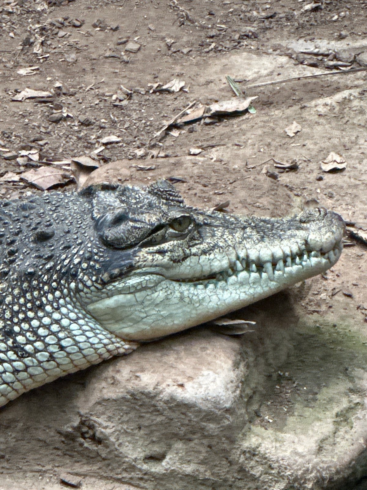 Crocodiles and chimps at Barcelona Zoo on a June afternoon