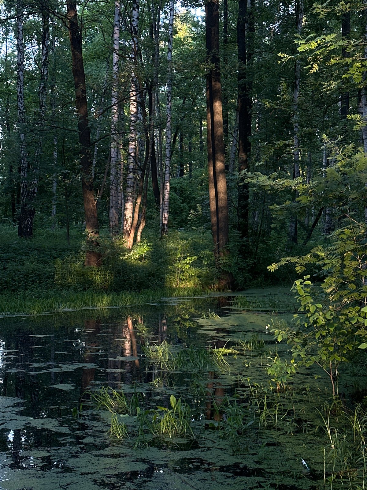 Forest-to-city walk documented through Saint Petersburg over 90 minutes