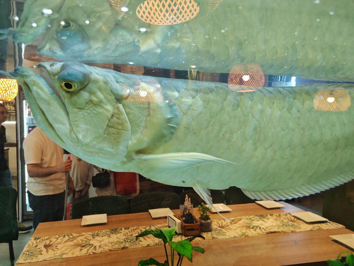 Restaurant aquarium features large silver arowana fish in Sofia