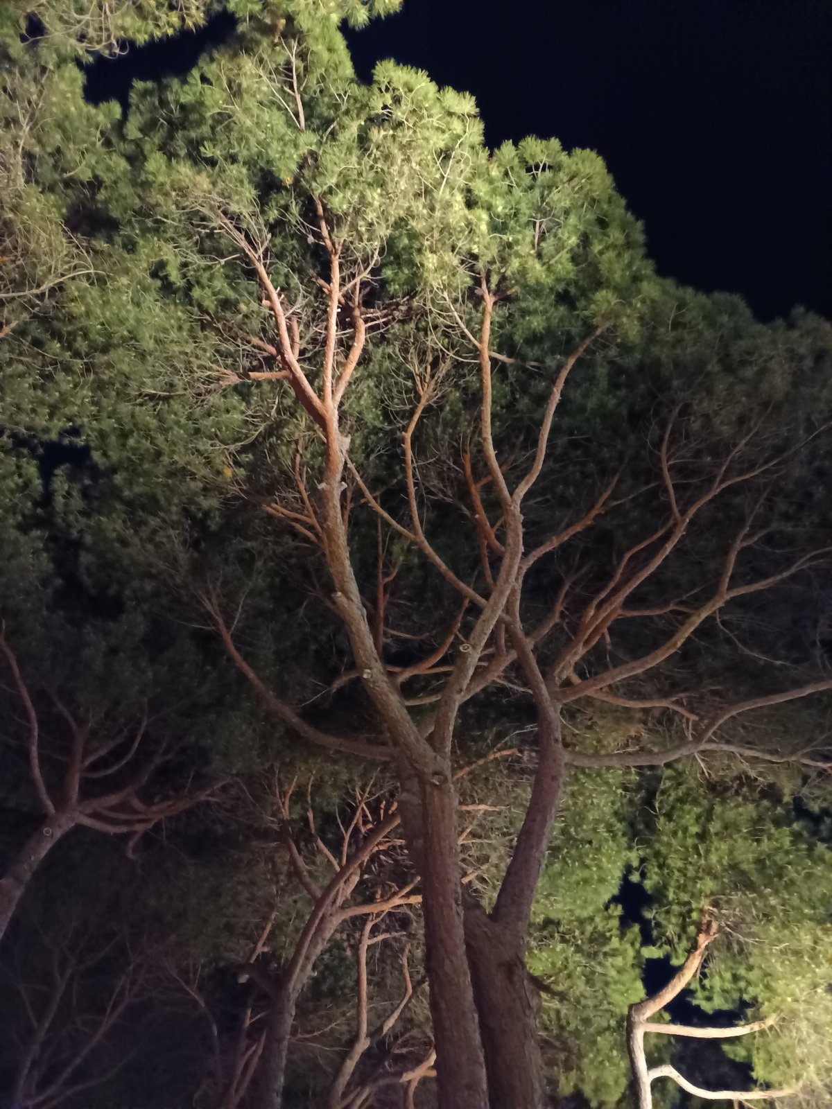 Pine trees under artificial light on a summer night in Roseto degli Abruzzi