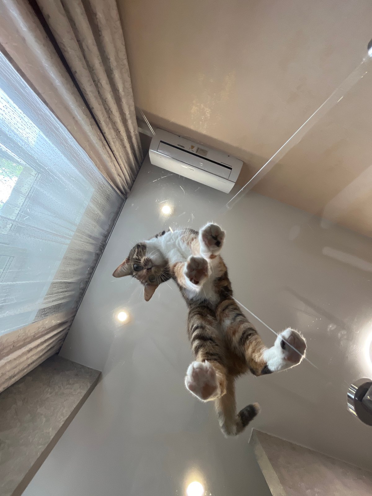 Cats and home life in a Nizhny Novgorod apartment