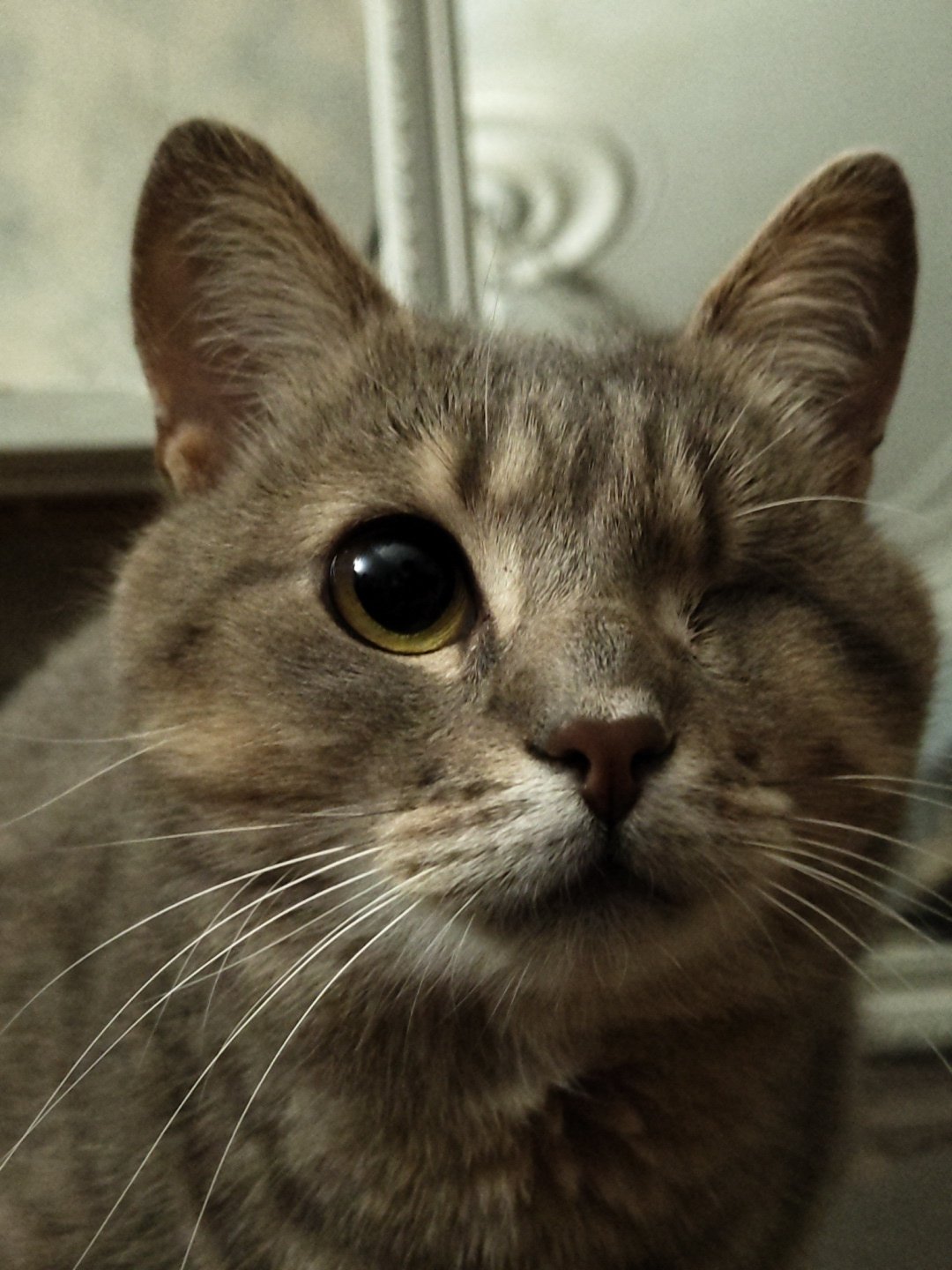 Grey tabby cat portrait session with a Ukrainian fox mug