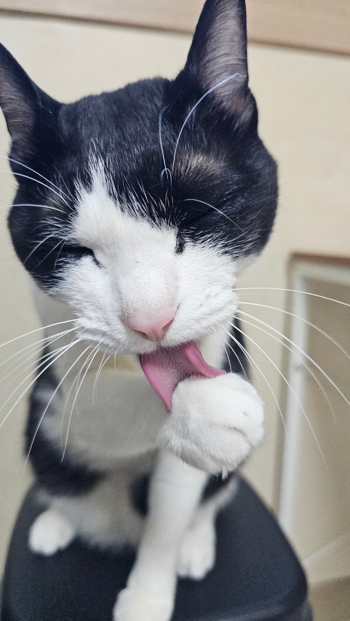 Cat feeding and grooming routine documented in Asan-si
