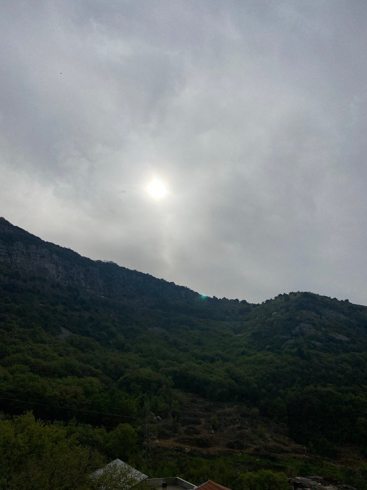 Morning walk through Budva captures spring flowers, local pets