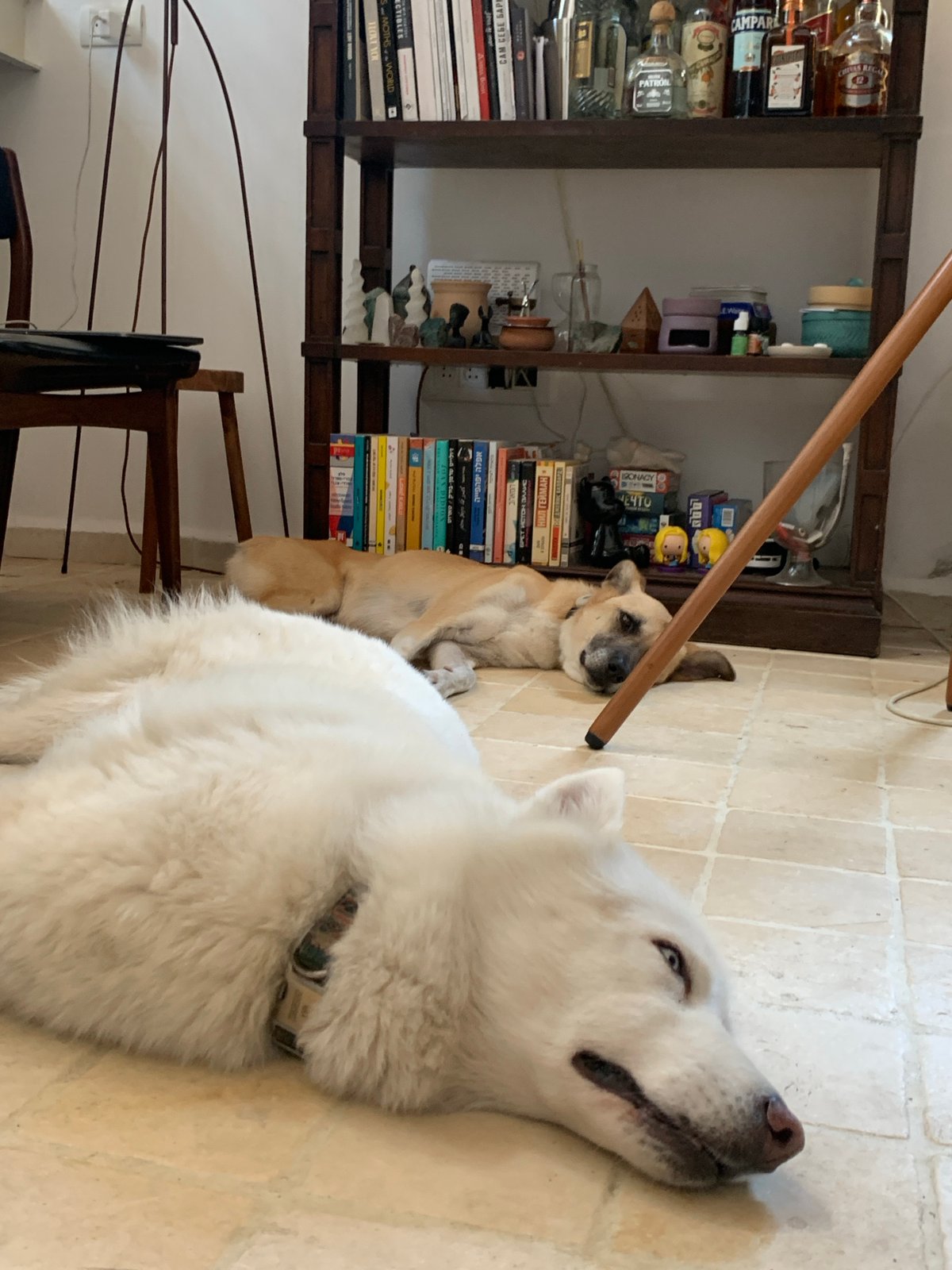 Dogs at home and a bold hashtag graphic, Tel Aviv